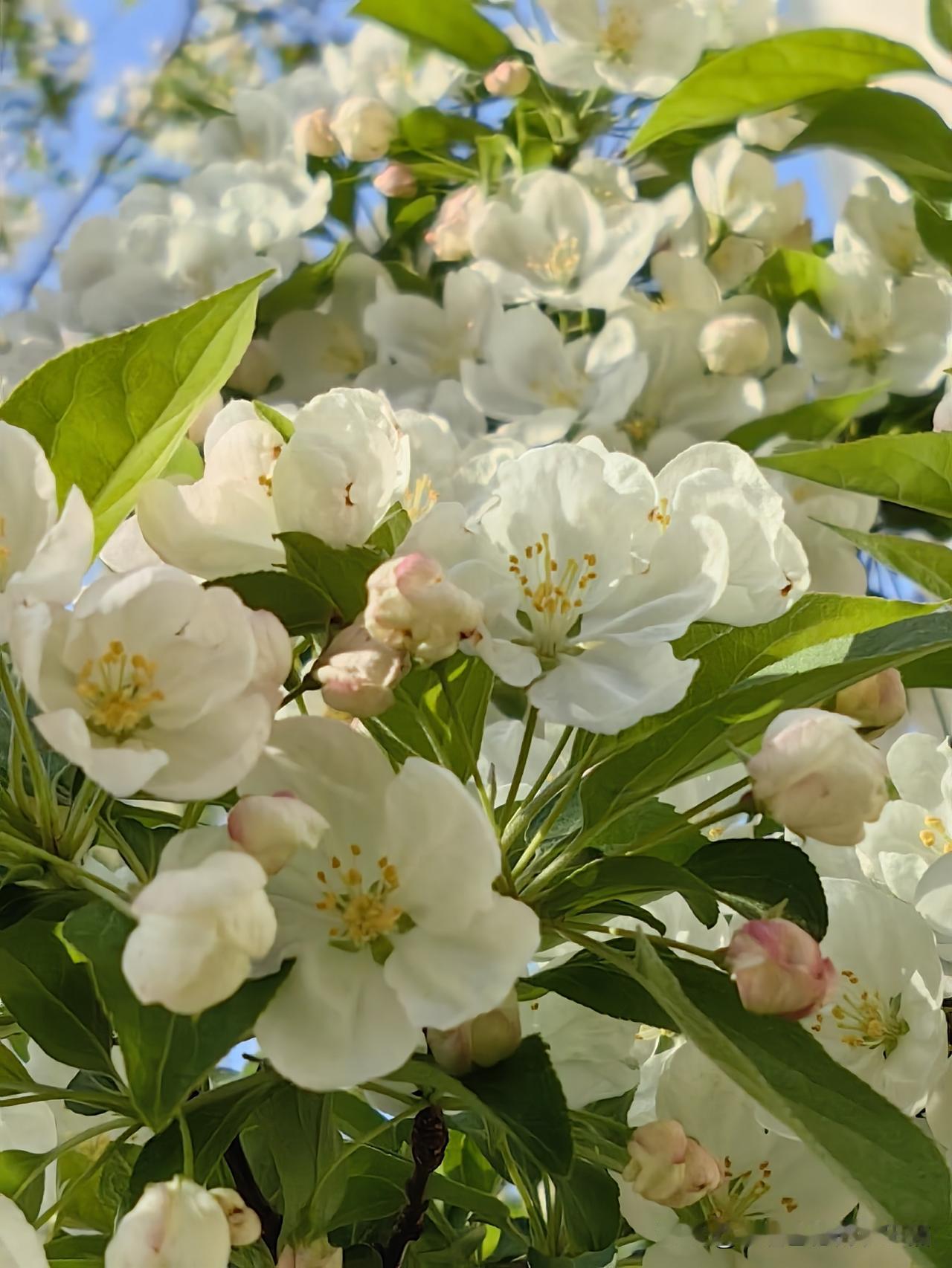 海棠醒了
 
清晨在小院里踱步，风里裹着清甜的香，渐渐把空气泡得软软的。

我站