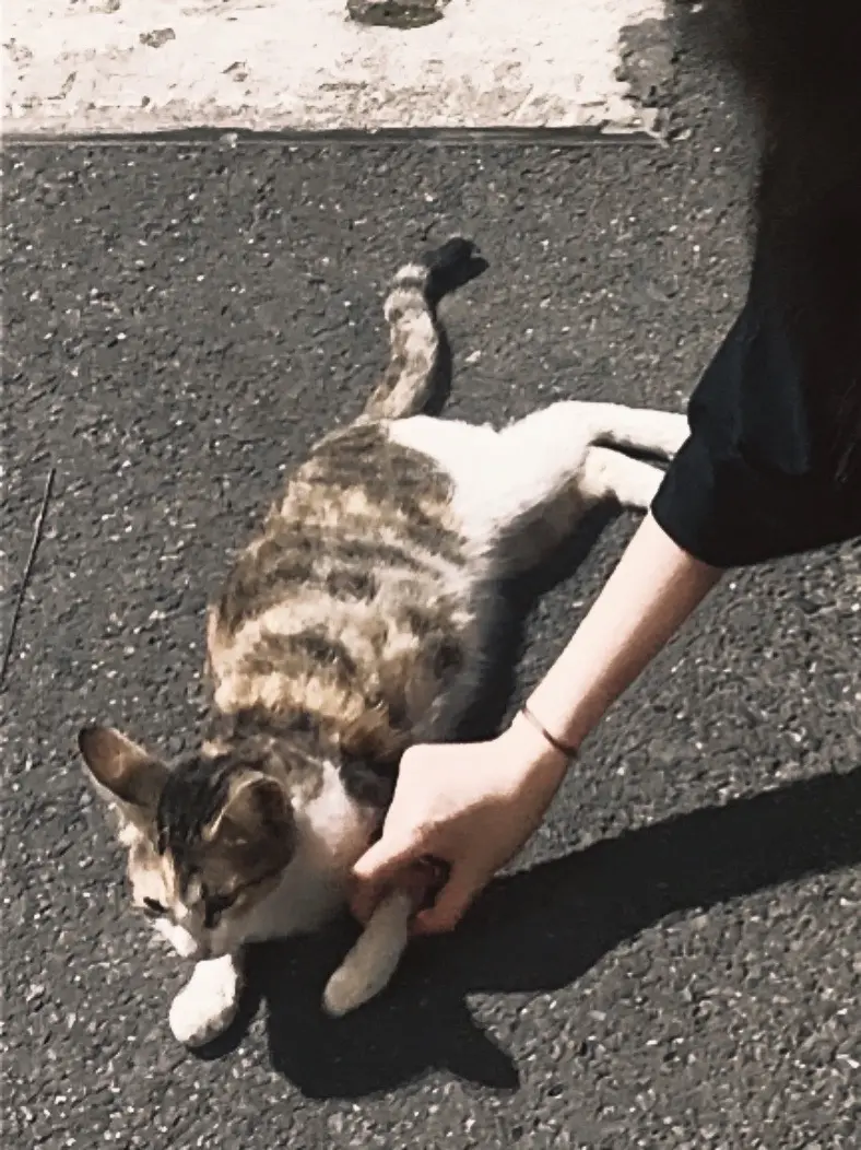 就像路边的狸花猫 或许总有人来摸摸头 但不会有人带回家