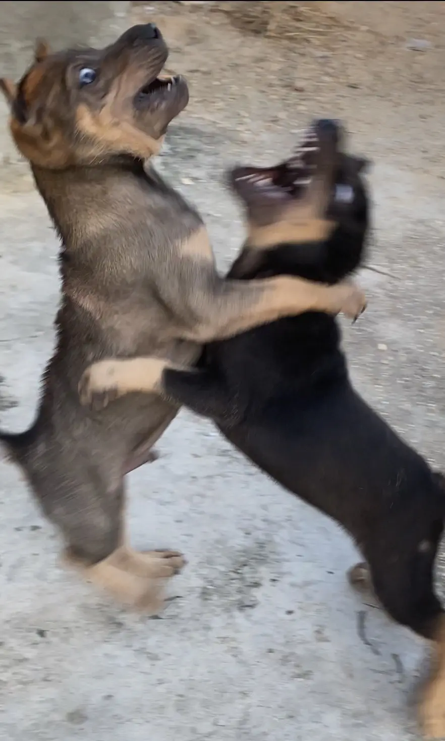 土沙也疯狂。狠起来连我都怕🤭