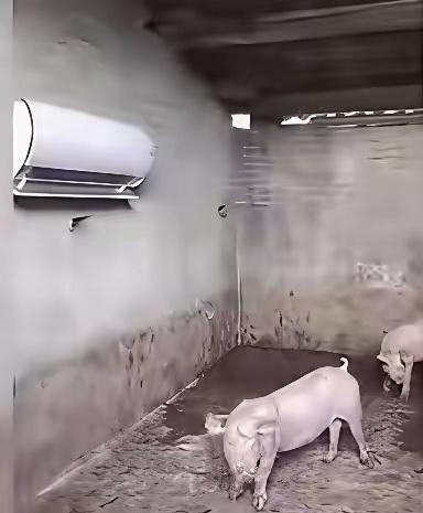 印度酷热难耐，如果他们看到中国的猪🐷在吹空调……