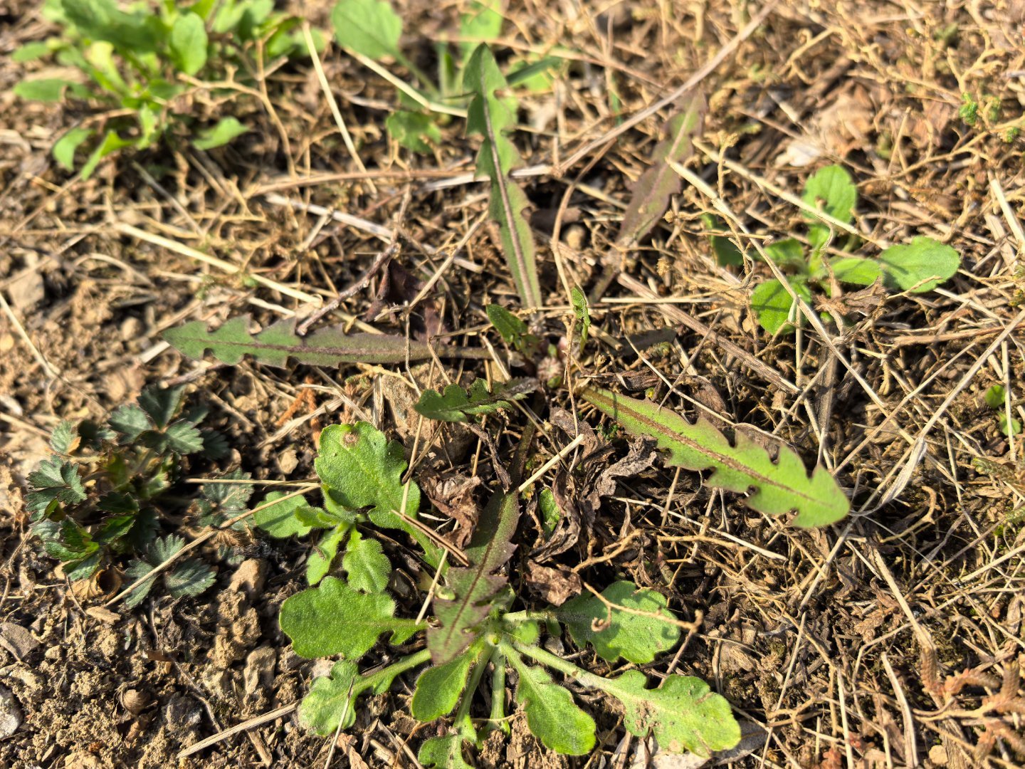 阳光正好，今天是个好日子。一个挖野菜和聚餐的好日子。在济南南部山区来一场郊外游。