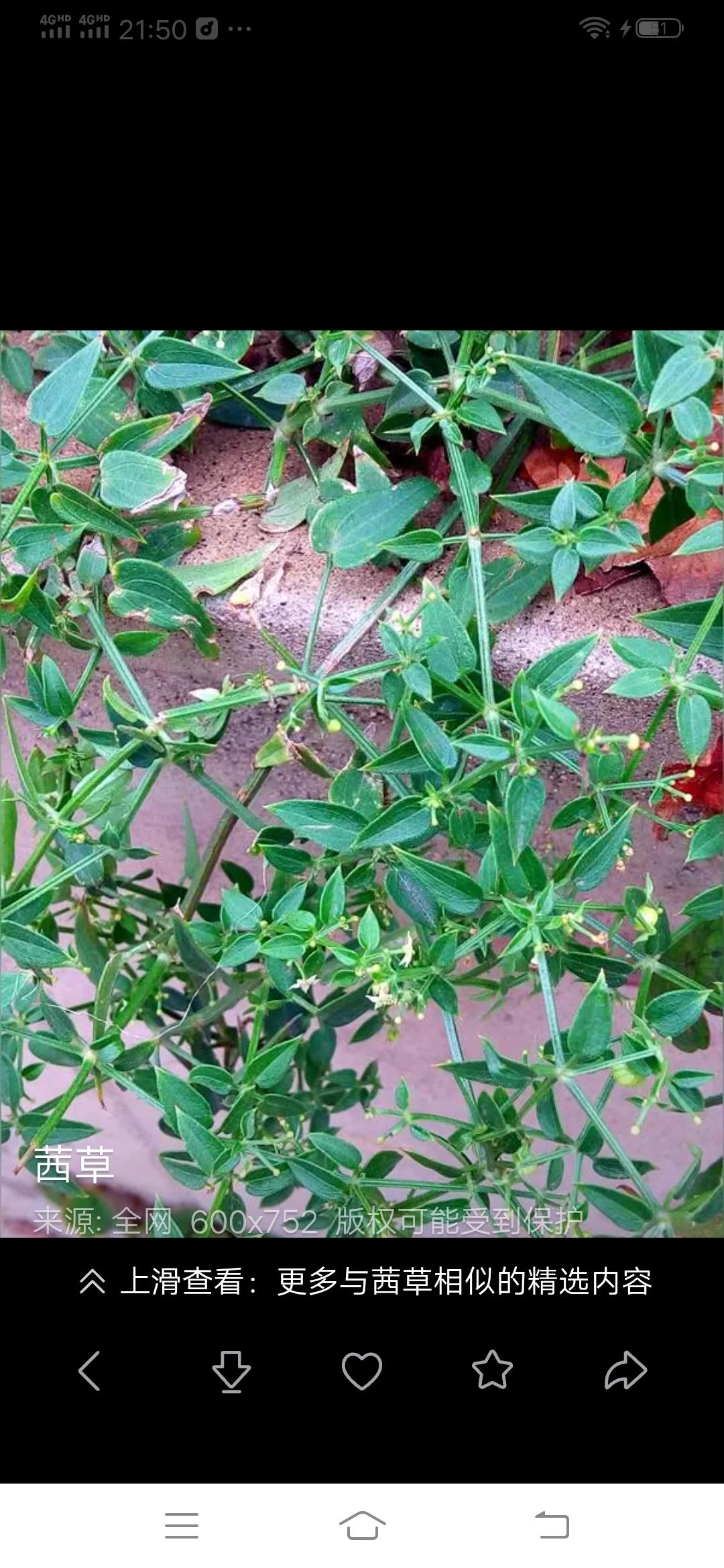 草药能根治疾病吗草药🌿的确能治百病，这是中华5000年经过历史检验而来。草药?