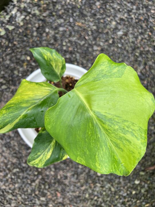 魅力燕尾蝶