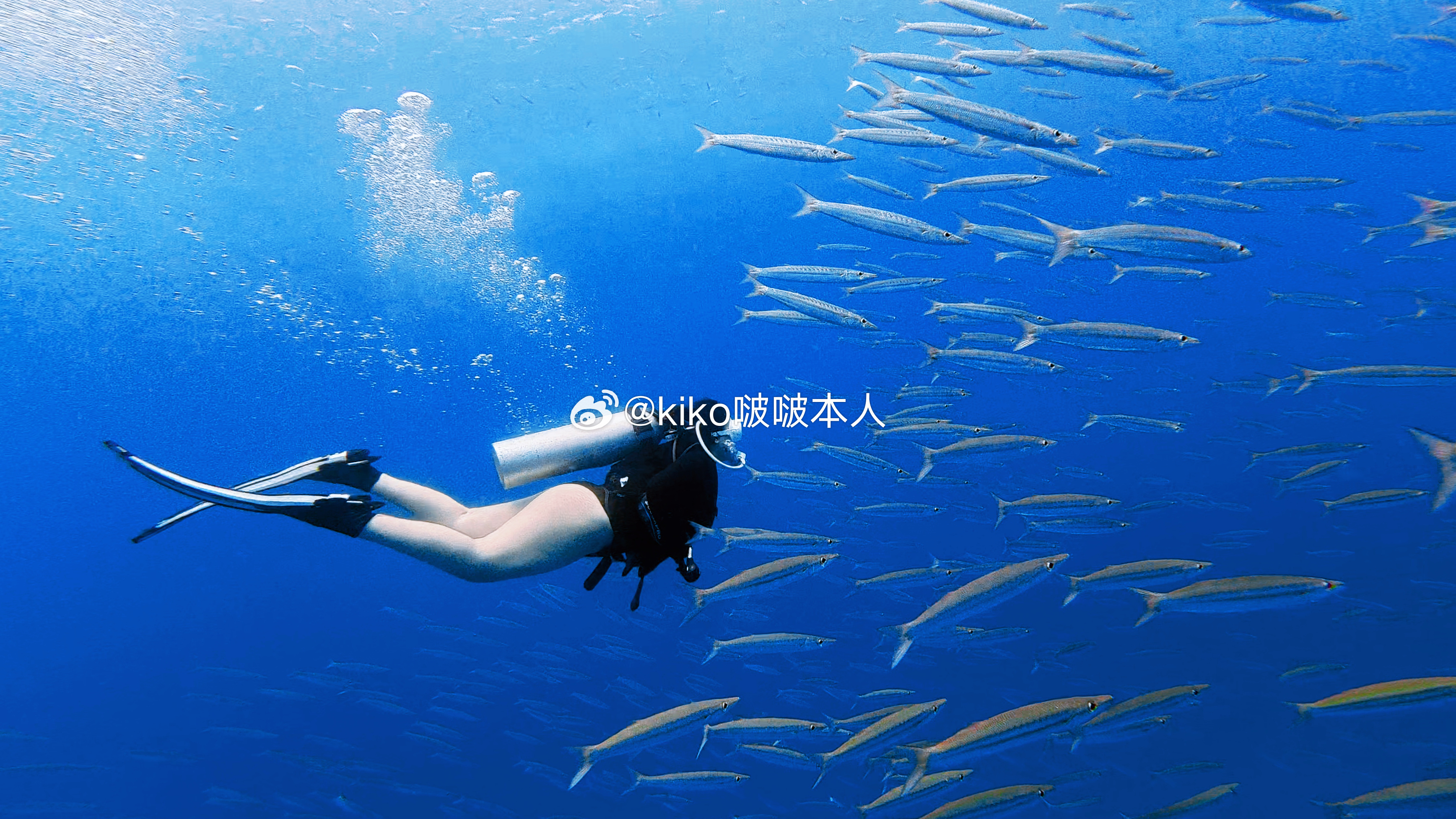 kiko啵啵专属真爱粉 这美人鱼好白呀～真正的bbw模特kiko啵啵