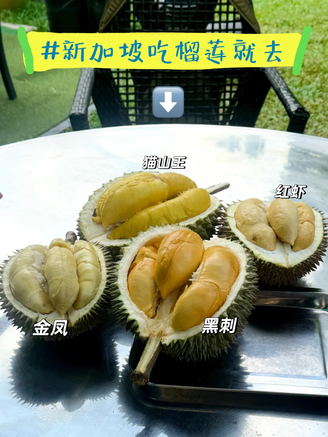新加坡榴莲垂直品鉴地