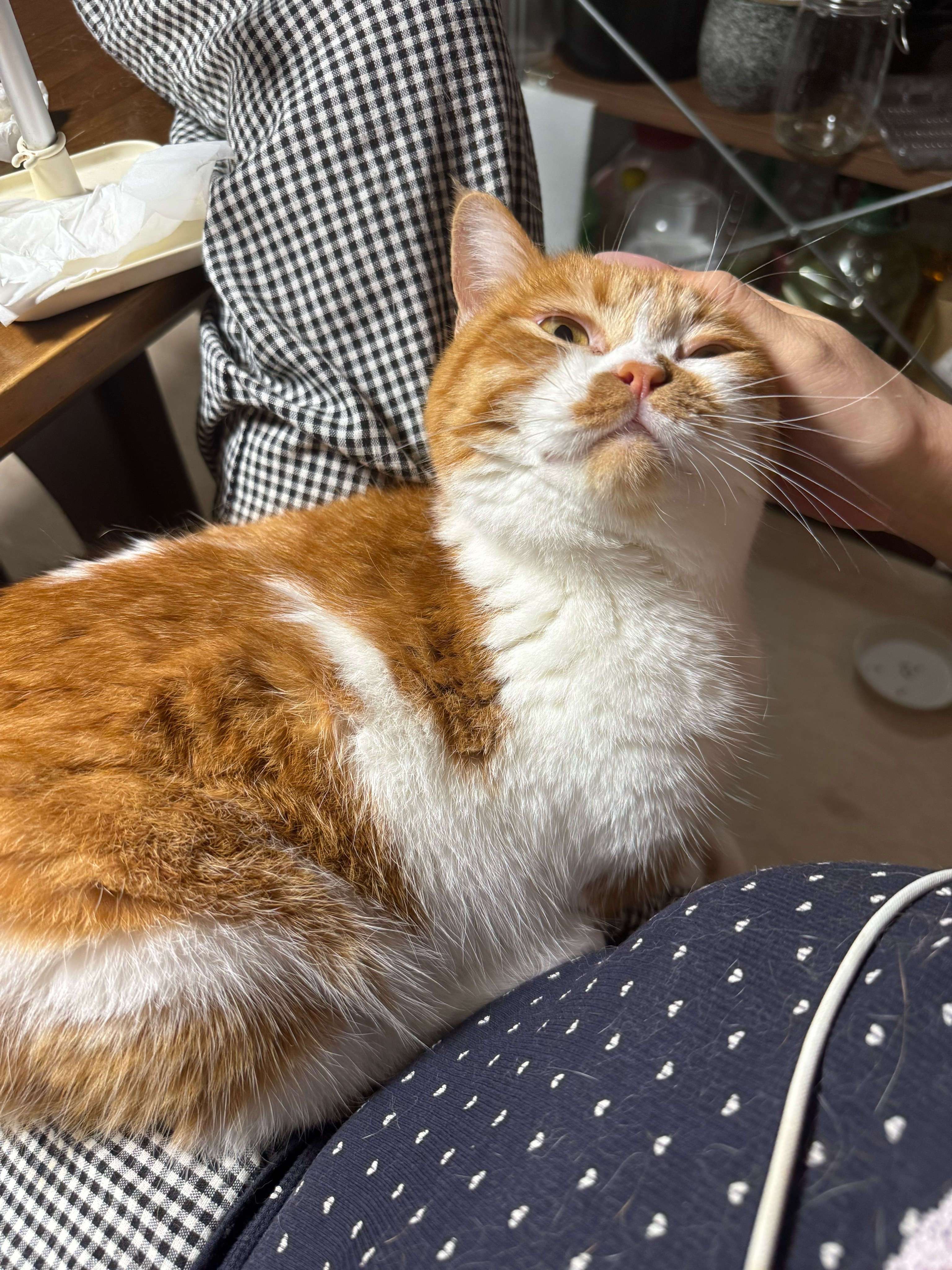 全家最喜欢抱抱的小猫咪ai宠出道计划