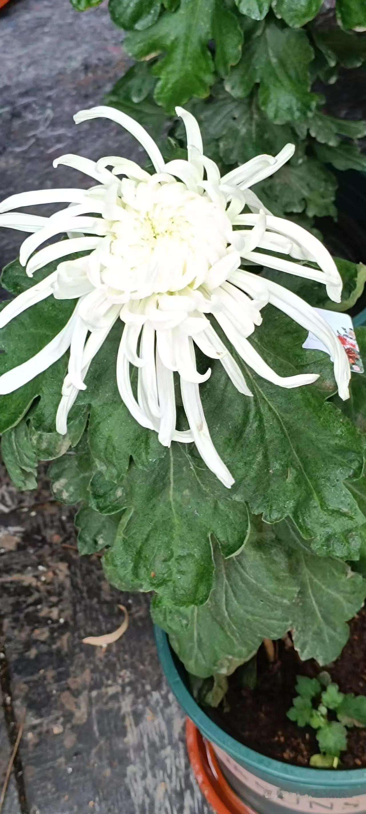 人跟人之间，不要走得太近太近了，都没法看。
尤其是在利益面前，
亲兄弟，都还包藏