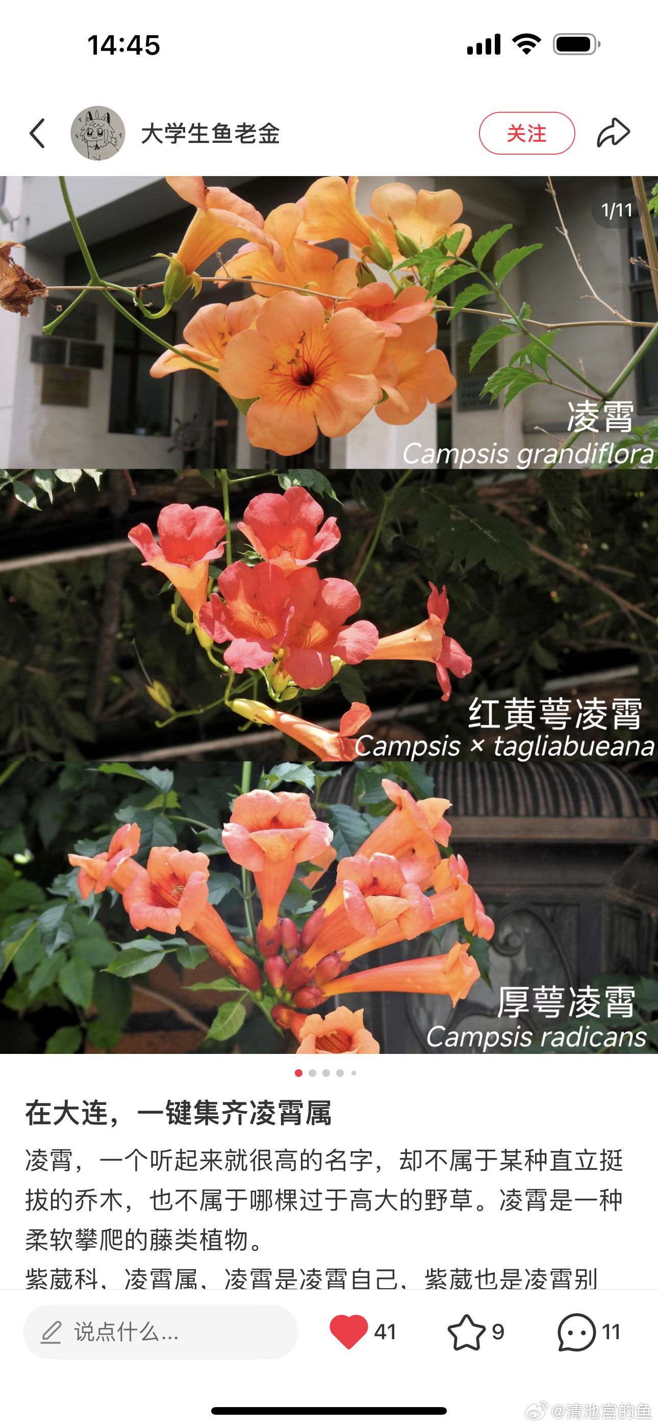 所以凌霄也是天选角色，大连的凌霄花开的真灿烂 