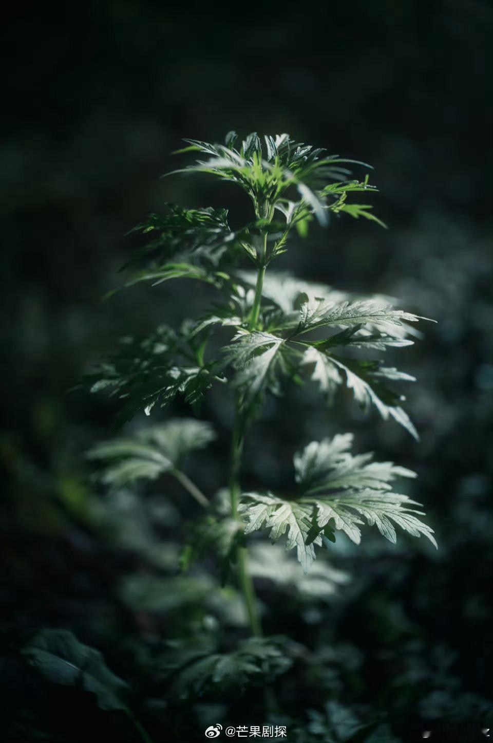张凌赫拍的最近的绿色张凌赫拍的绿色 看的人心情都好了 