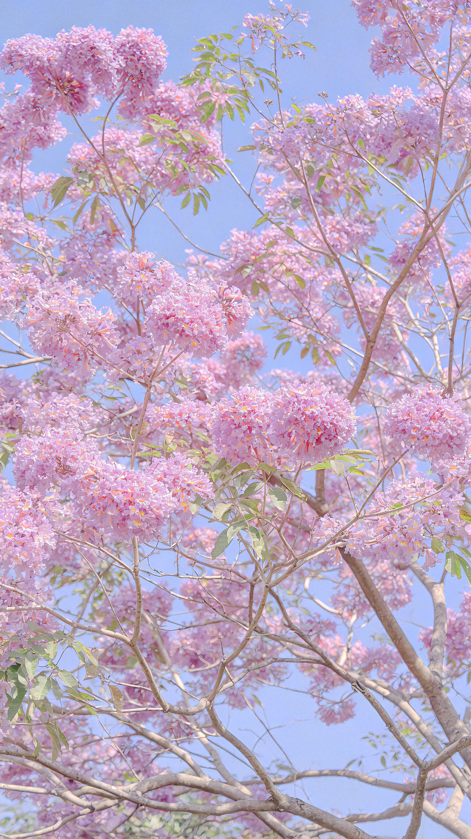 🌸 紫花风铃木。赴一场春天的约会，在粉色的梦境里沉醉。🌸手机摄影夏季植物