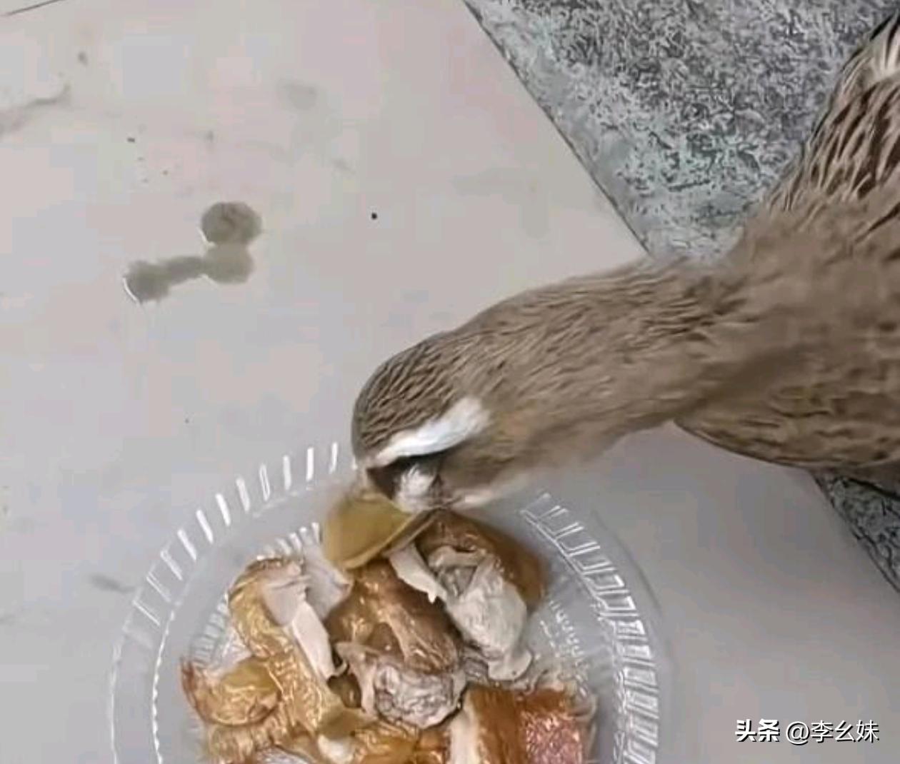 鸭子：这是什么东西呀？怎么这么香？