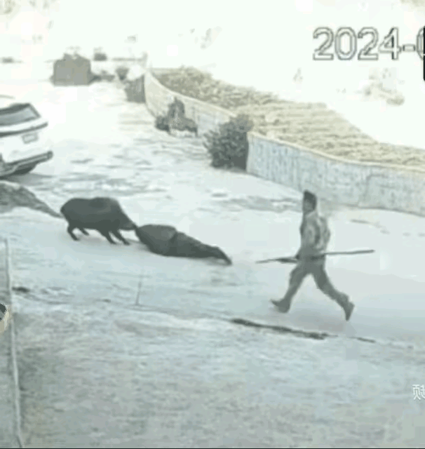 从前胛捅入，刚好在心肺部位，既使伤不到心脏，也会伤及肺脏，从而造成气胸。用不多久