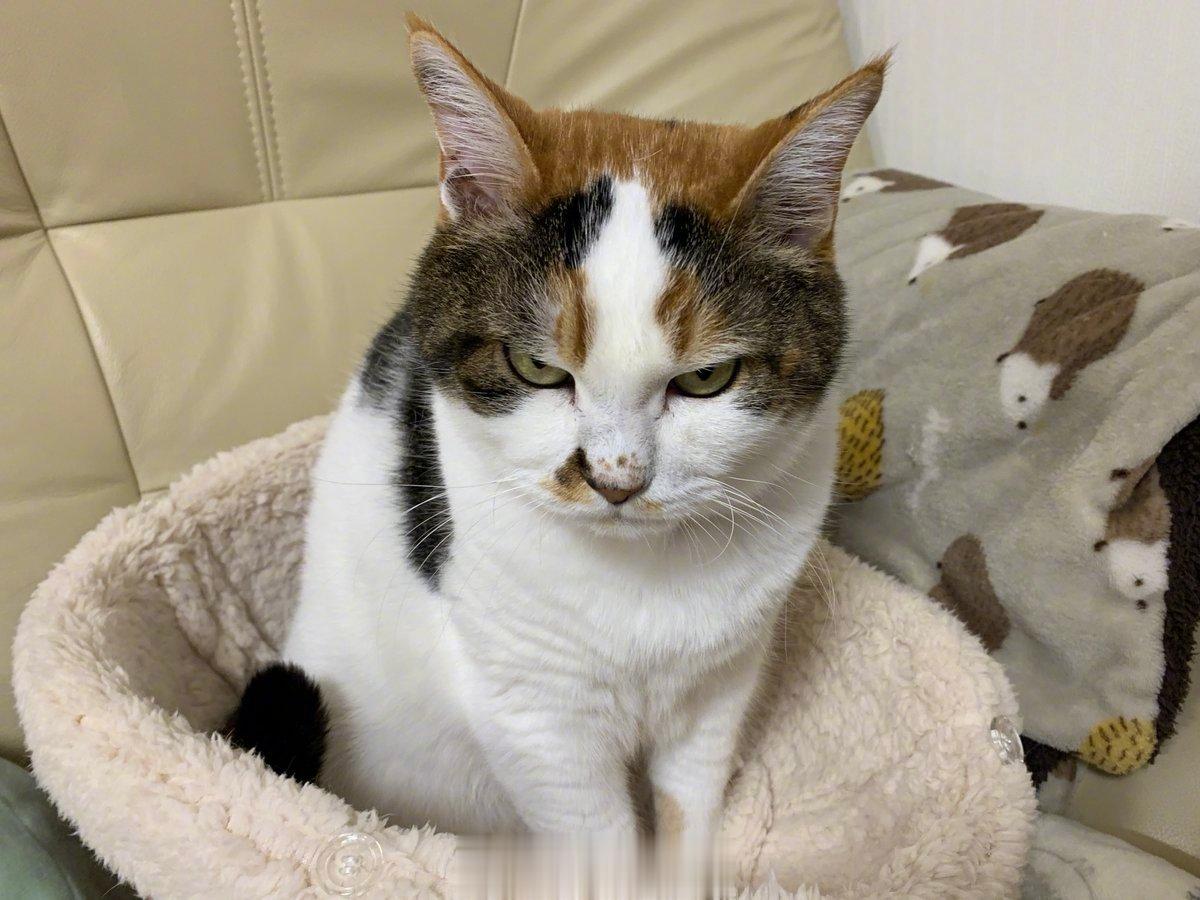 推上的一个主题：眼神凶恶的猫。好凶[喵喵] ​​​