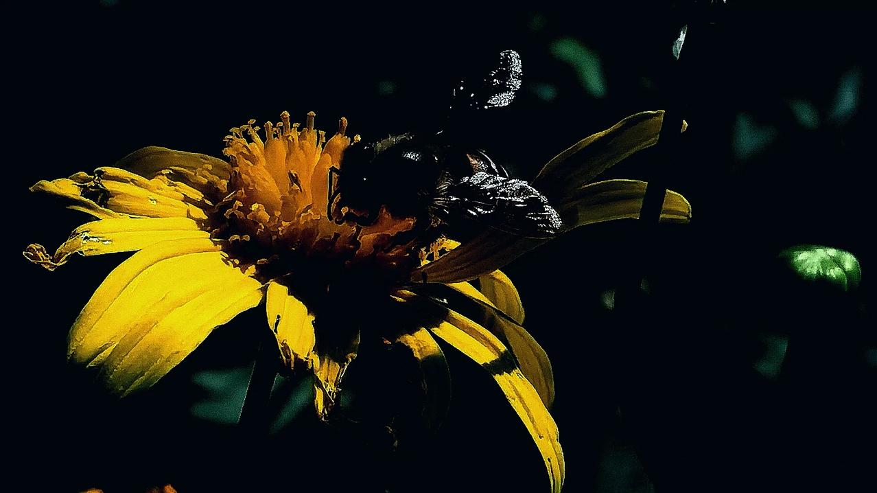 #看看你拍的花#