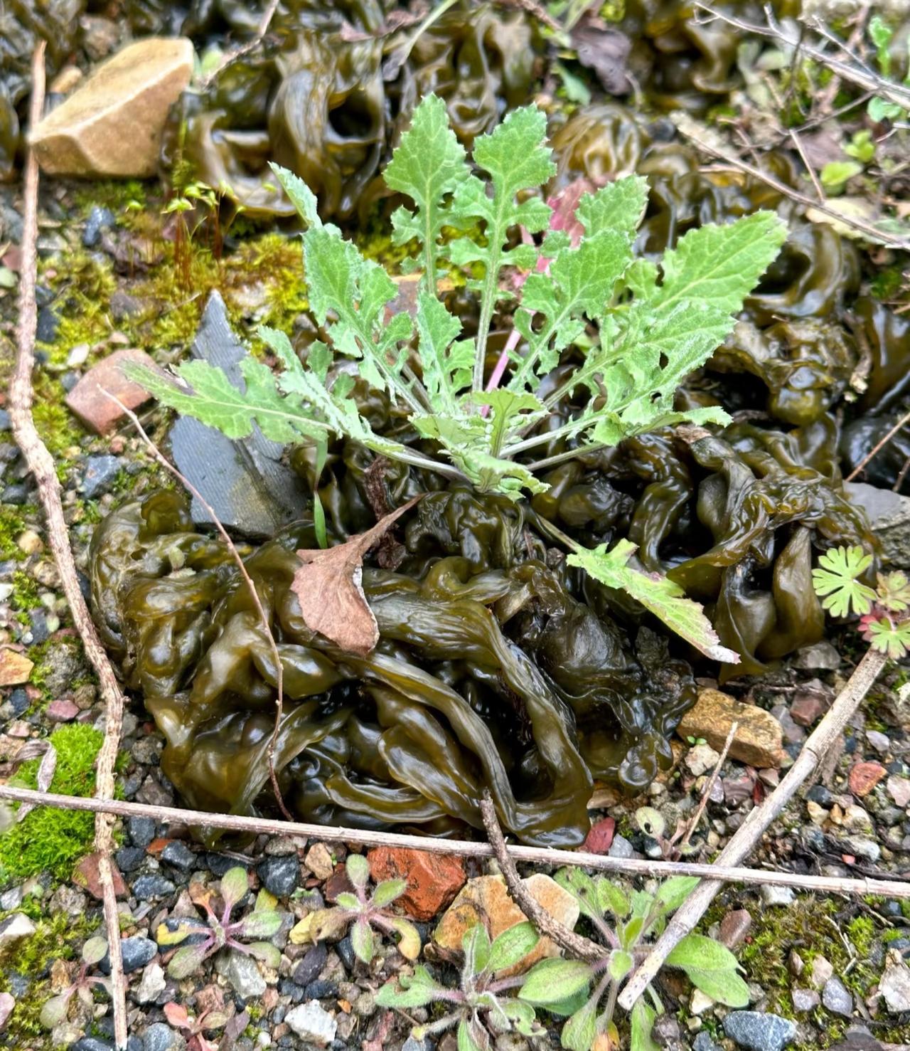 雨后的地皮菜是真的肥！
最近老家一直都在下雨，
今天好不容易放晴，
叫上妹妹去野