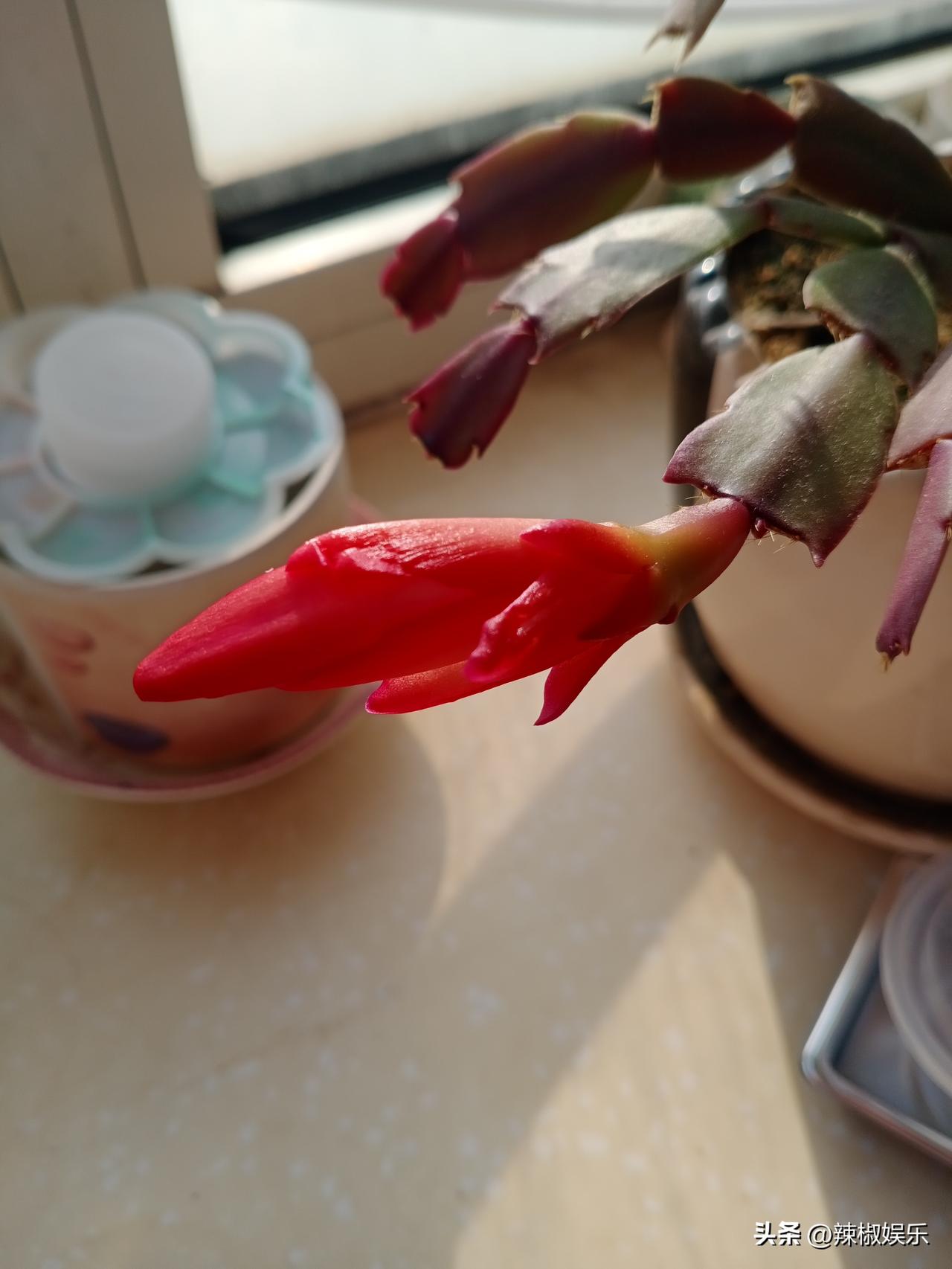 天南地北大拜年