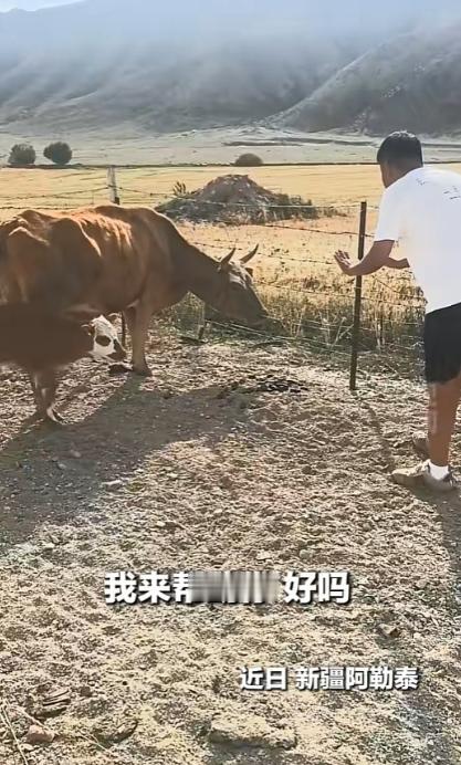 新疆阿勒泰，一对男女开车看见路边一头母牛和小牛站在那里，样子很反常，他们停下车凑