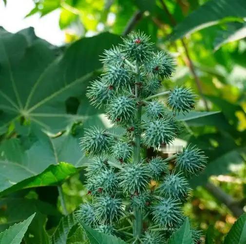 曾被当杂草，如今美国把它列入战略物资，中国90%靠进口，咋回事
咱们农村遍地都是