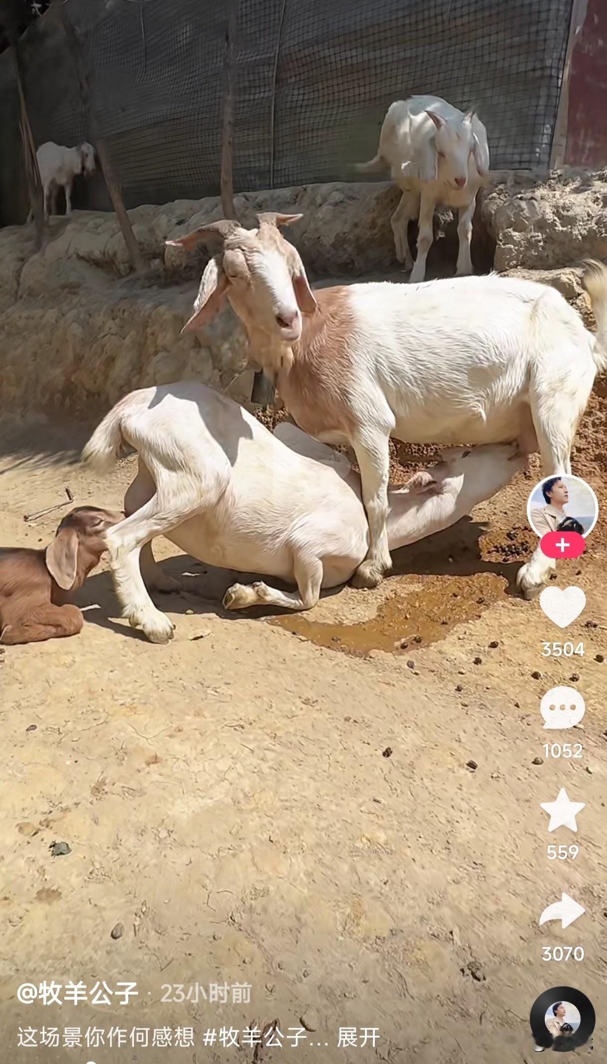 这个连环吃奶的情景你作何感想
就不能省去中间这个环节吗
貌似省去中间这个环节好像