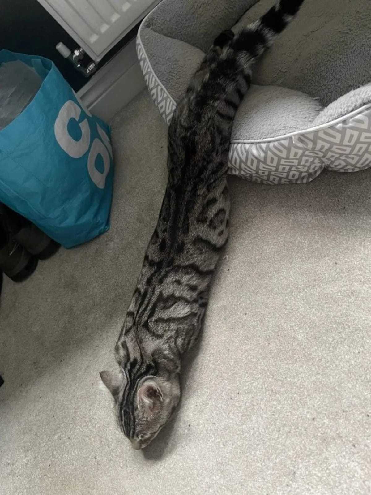 两种口味的猫条 ​​​