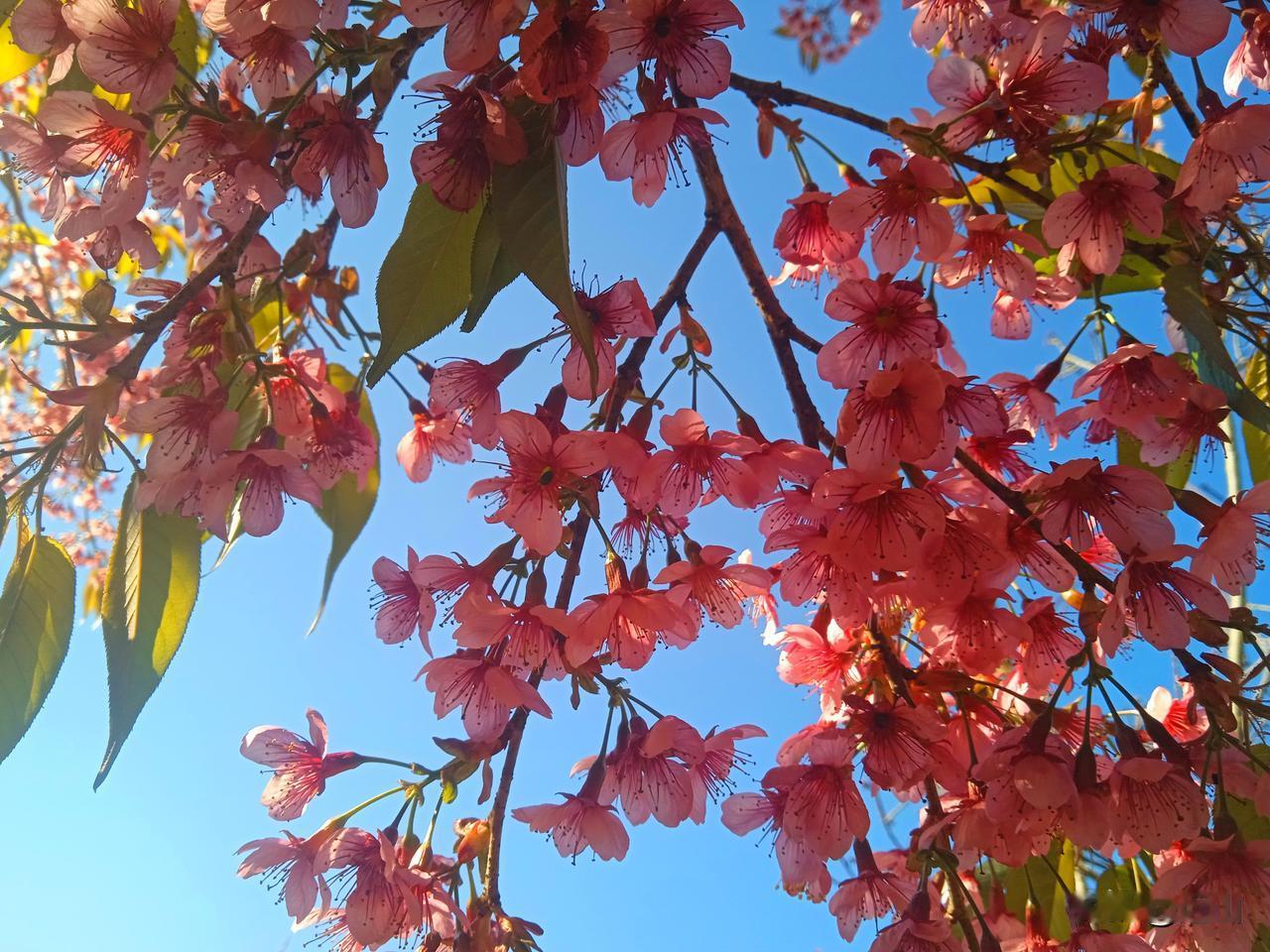芳子赤裸着雪白的身子，闭着双眼，躺在日本慰安所肮脏的床上，任日本军人泄欲。完了一