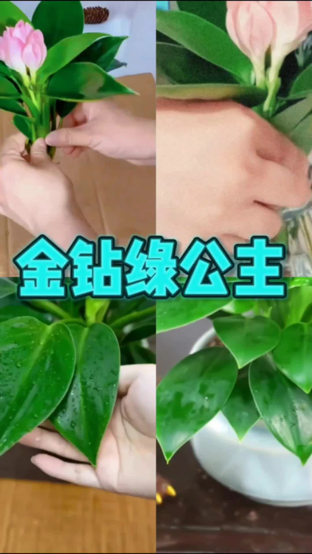 必买好养