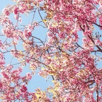0000樱花的种植方法：一、选地：选择阳光充足、通风良好、土壤肥沃且排水性佳的地