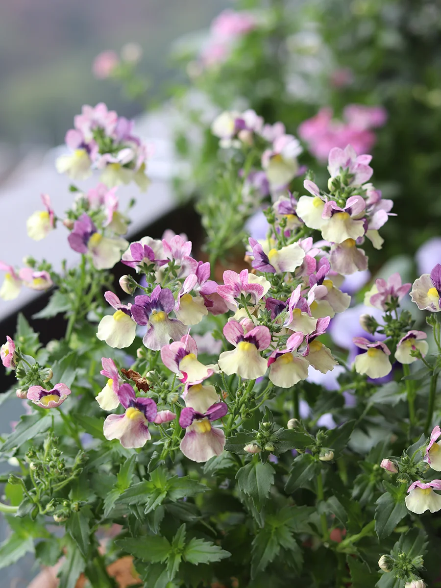 龙面花上线啦 这个龙面花也太争气了🌸
