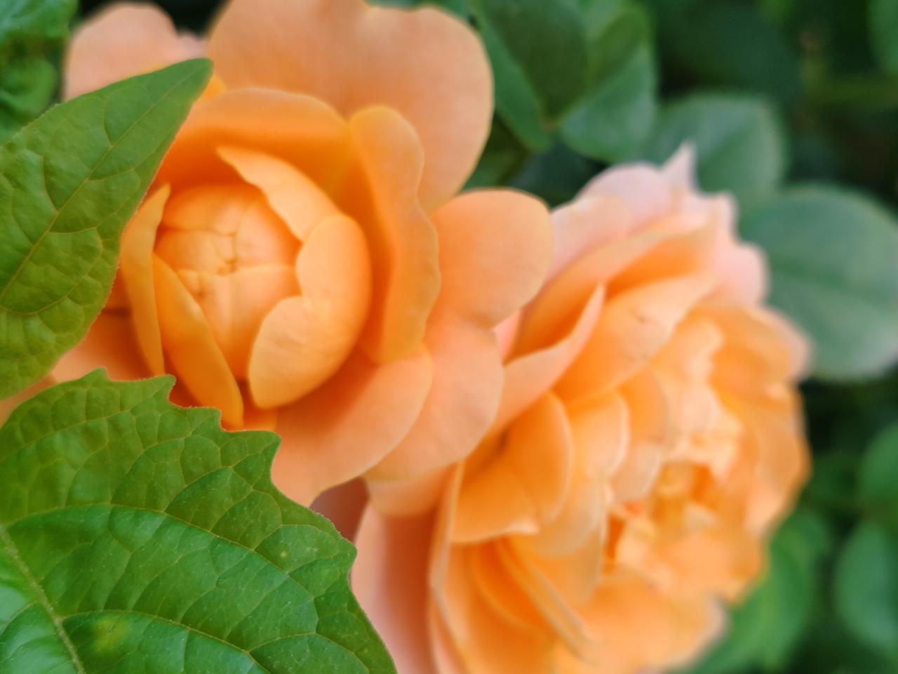 随手拍美丽的花朵