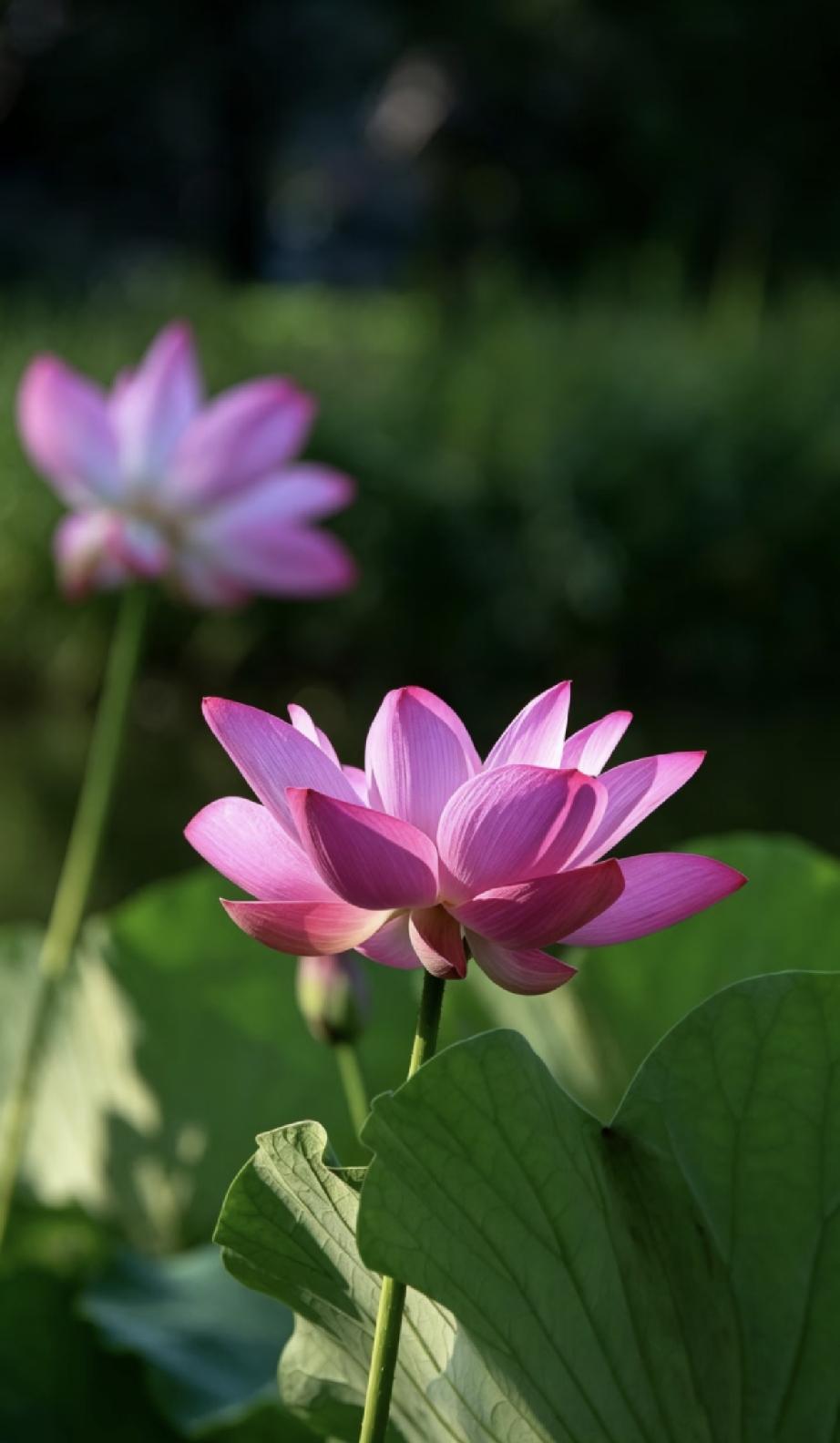 一位社会精英说：
“能当领导的人，个个都是热衷于争斗的人。不喜欢争、不喜欢抢的人