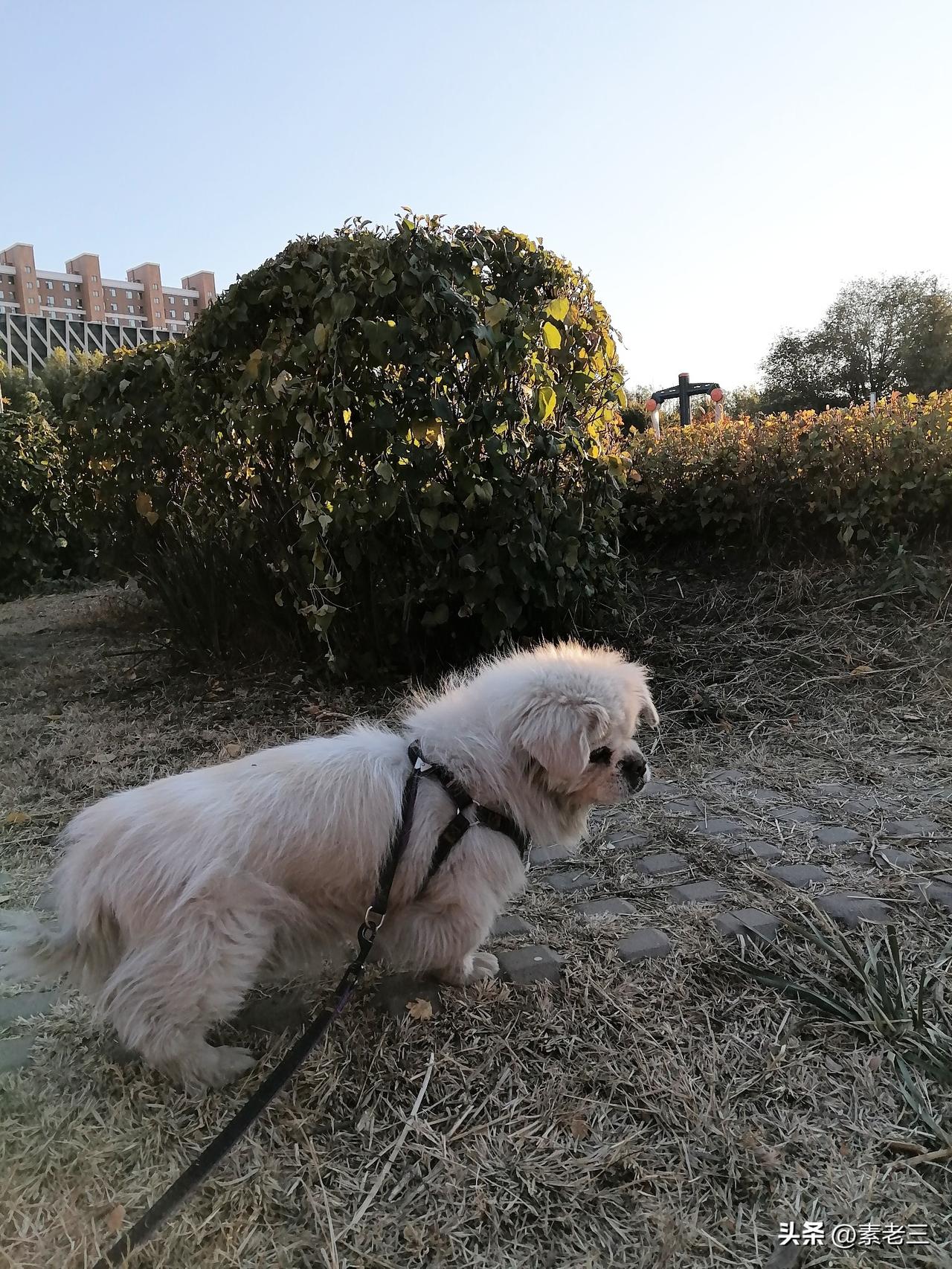 我又和大乖到外面晒太阳了。

午后写完小说，我心情很愉快。把大乖装到小车里。抱着
