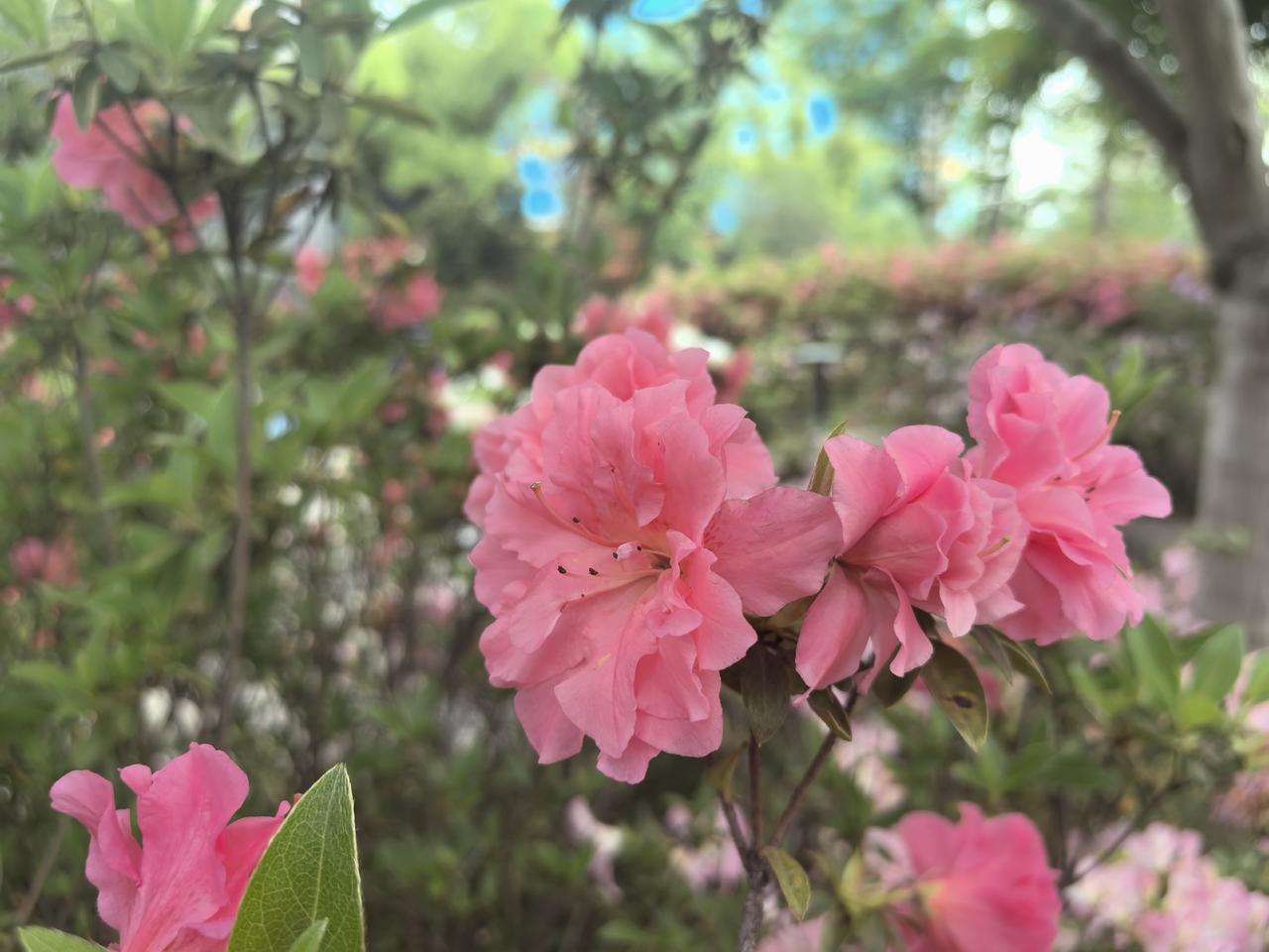 多彩杜鹃（三）