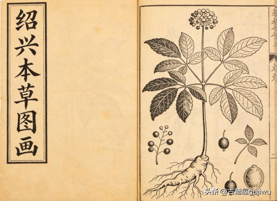 《绍兴本草图画》页数: 449双页882页