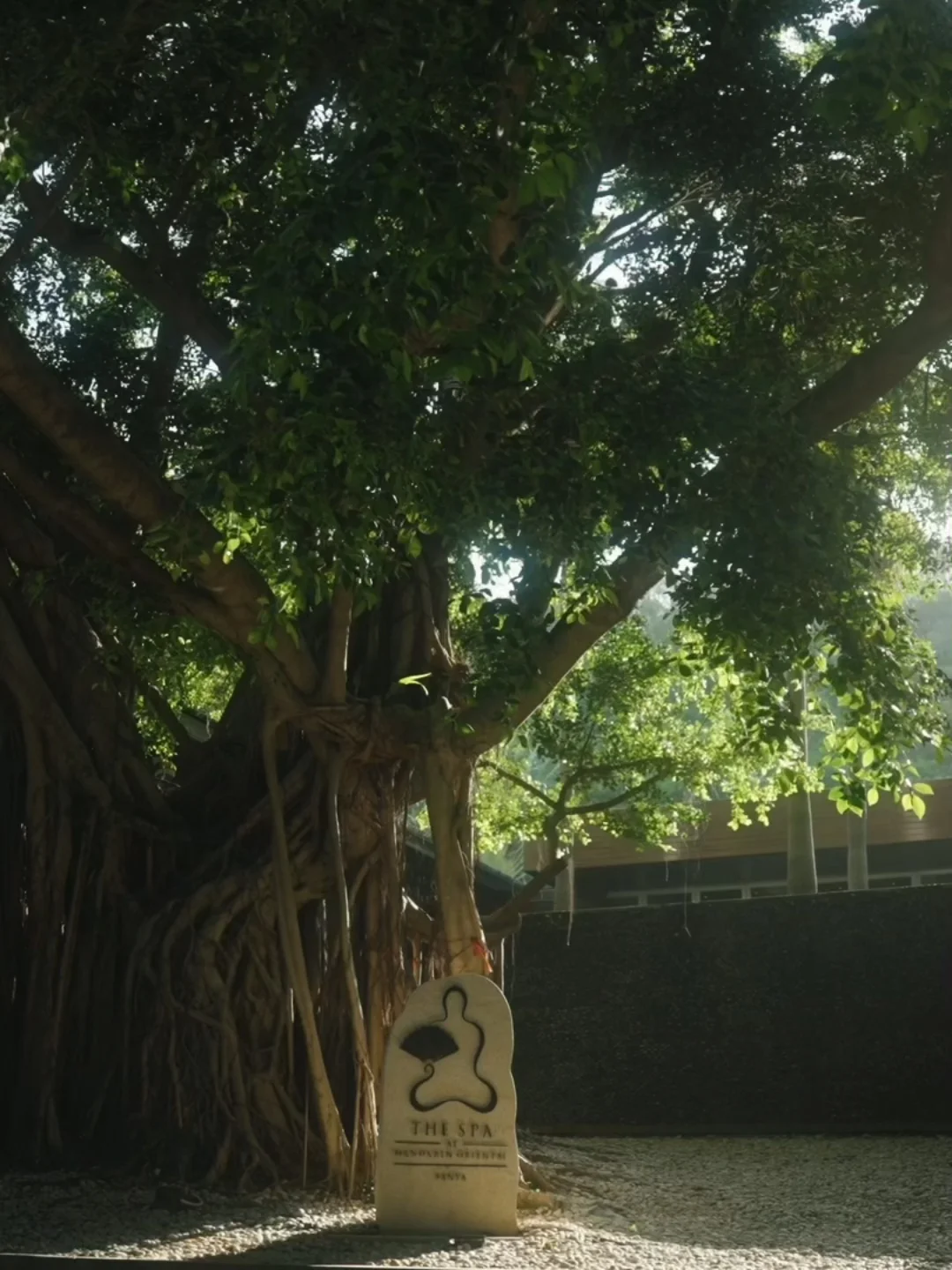 暑气渐退🌿末伏疗愈