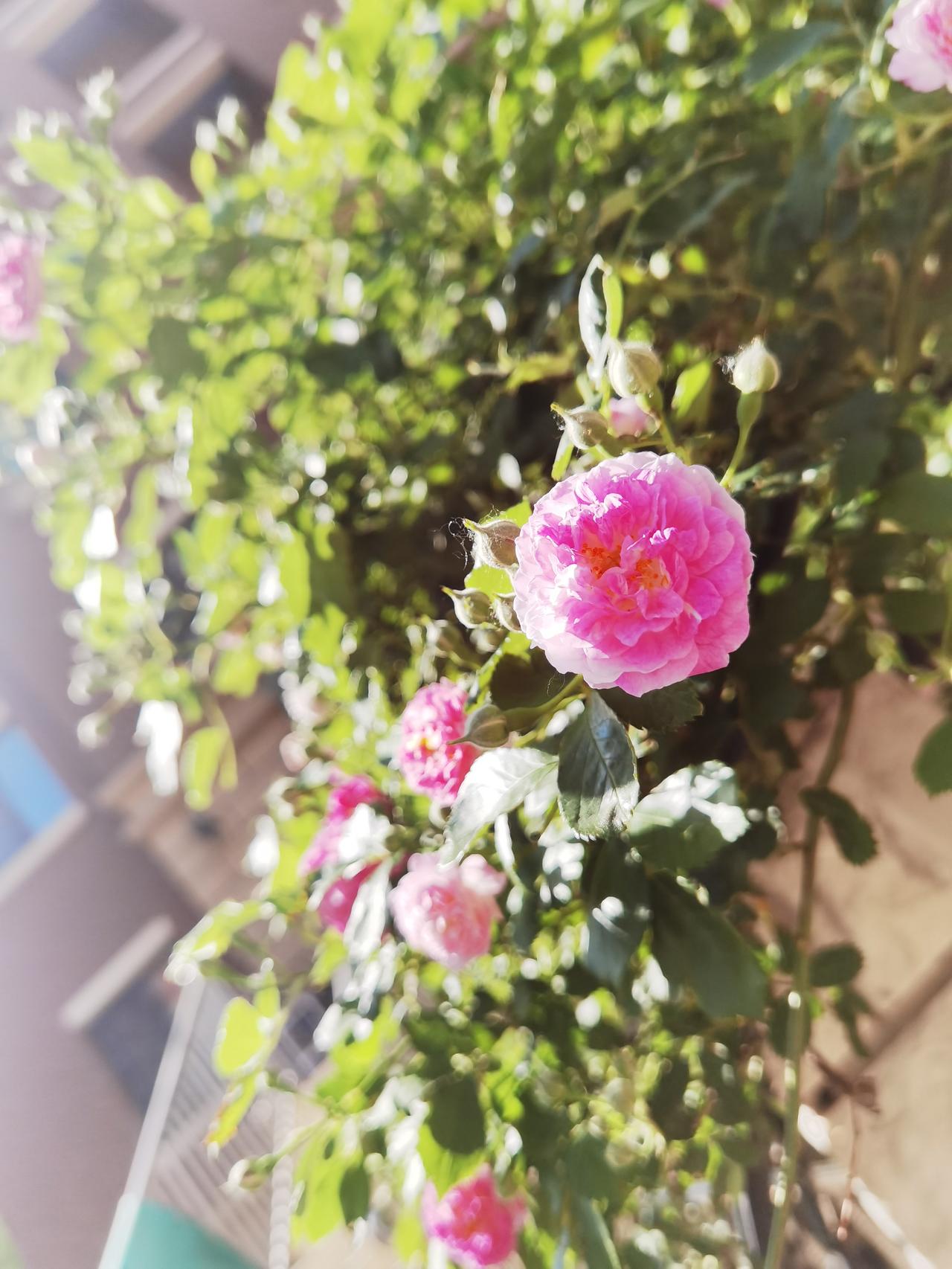 愿我们的视野里都是鲜花