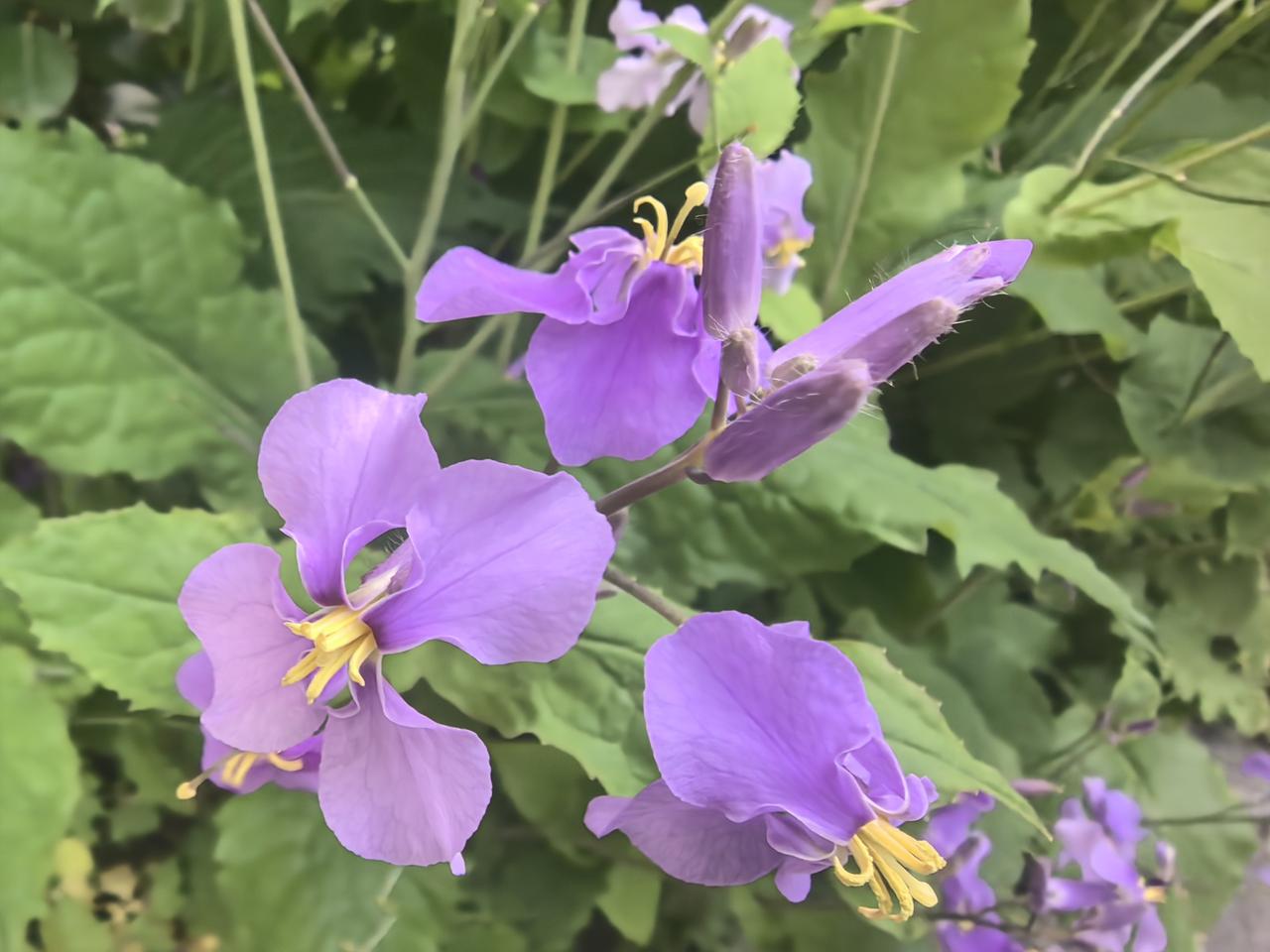 兼具食用药用价值的诸葛菜

春风拂过，田埂间的诸葛菜缀满淡紫，又名二月兰，藏着三
