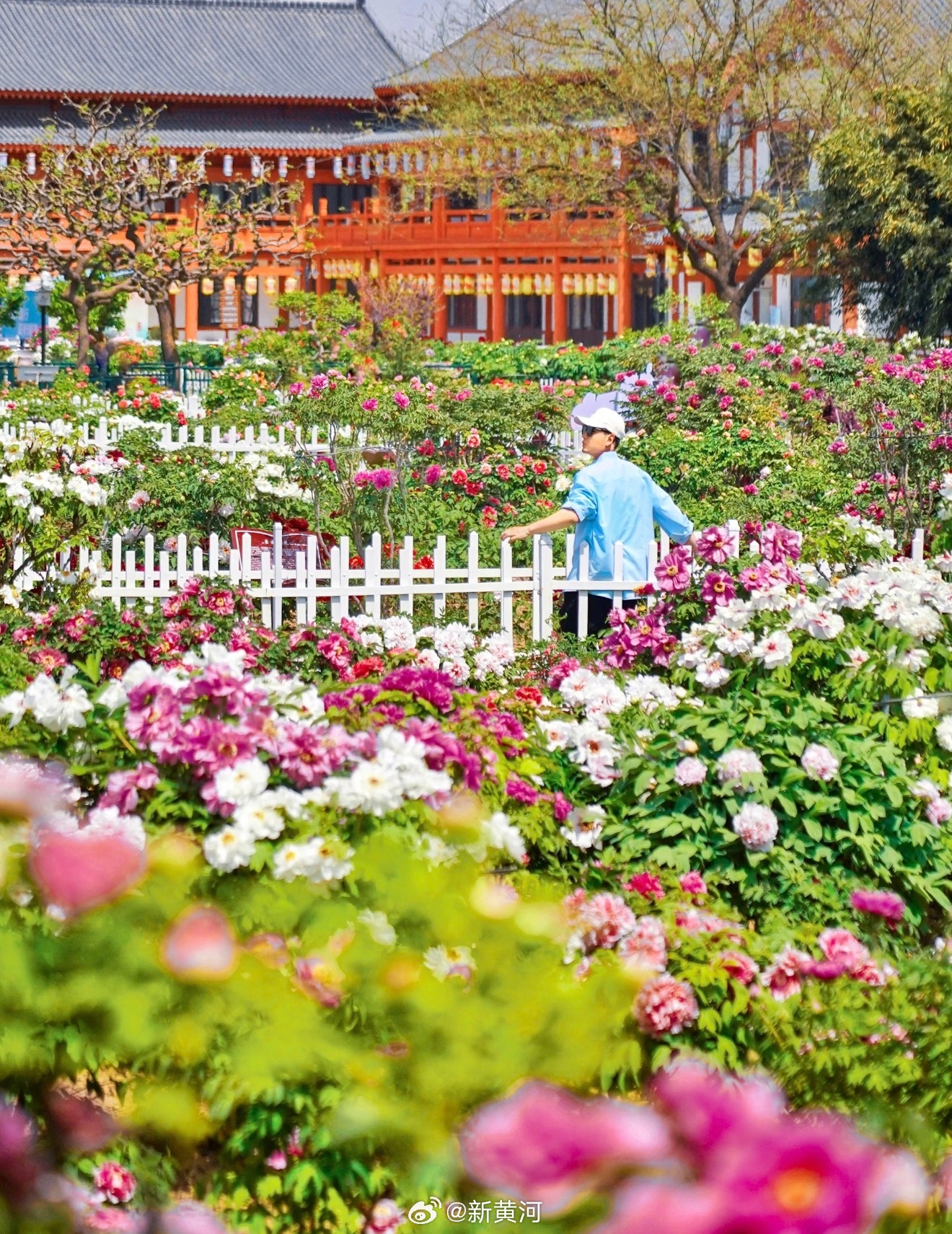 【#菏泽牡丹节又要来啦#】3月9日，山东曹州牡丹园景区管理服务有限公司发布公告，