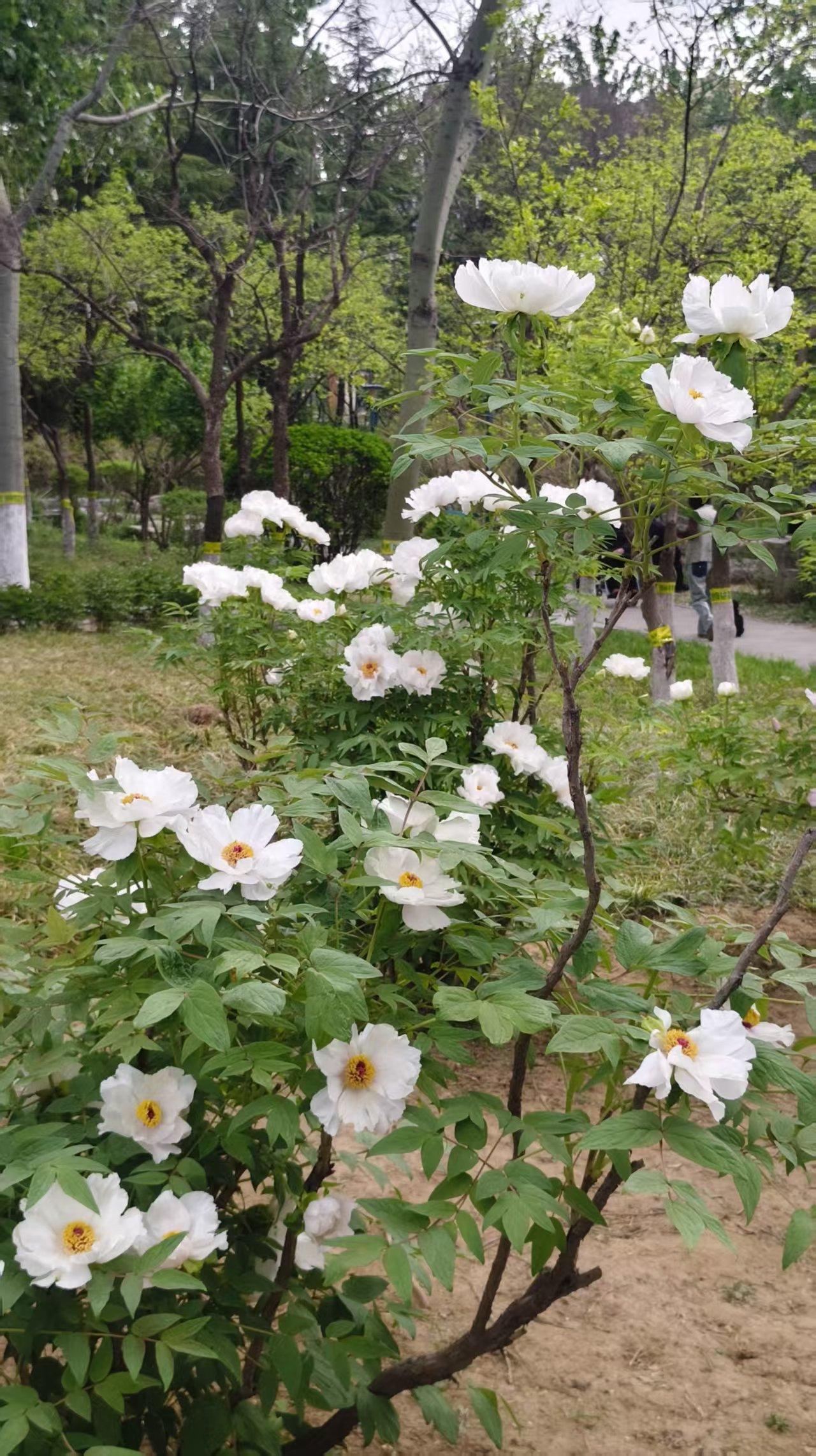 春日里的白花绽放，简直是一场视觉盛宴！就像阆中佘家沟的2000亩花海，1100多