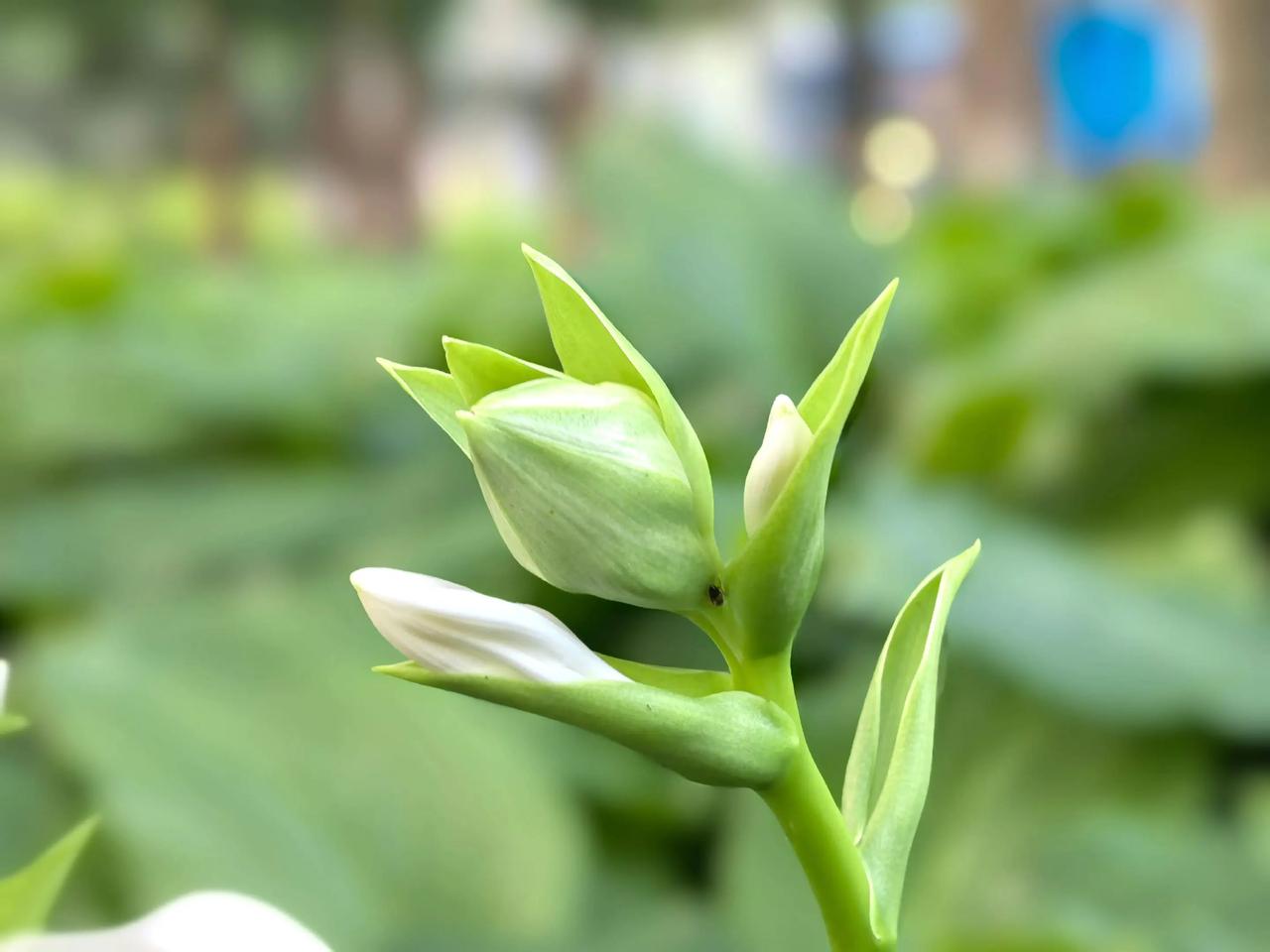 国润家园•玉簪花。一种幽花迥出尘，孤高耻逐艳阳辰（尤袤《玉簪花一名鹭鸶》）