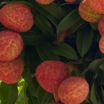 荔枝的种植方法一、土壤荔枝树在温暖地区中黏土中生长会更好，它对土壤的要求并不高，