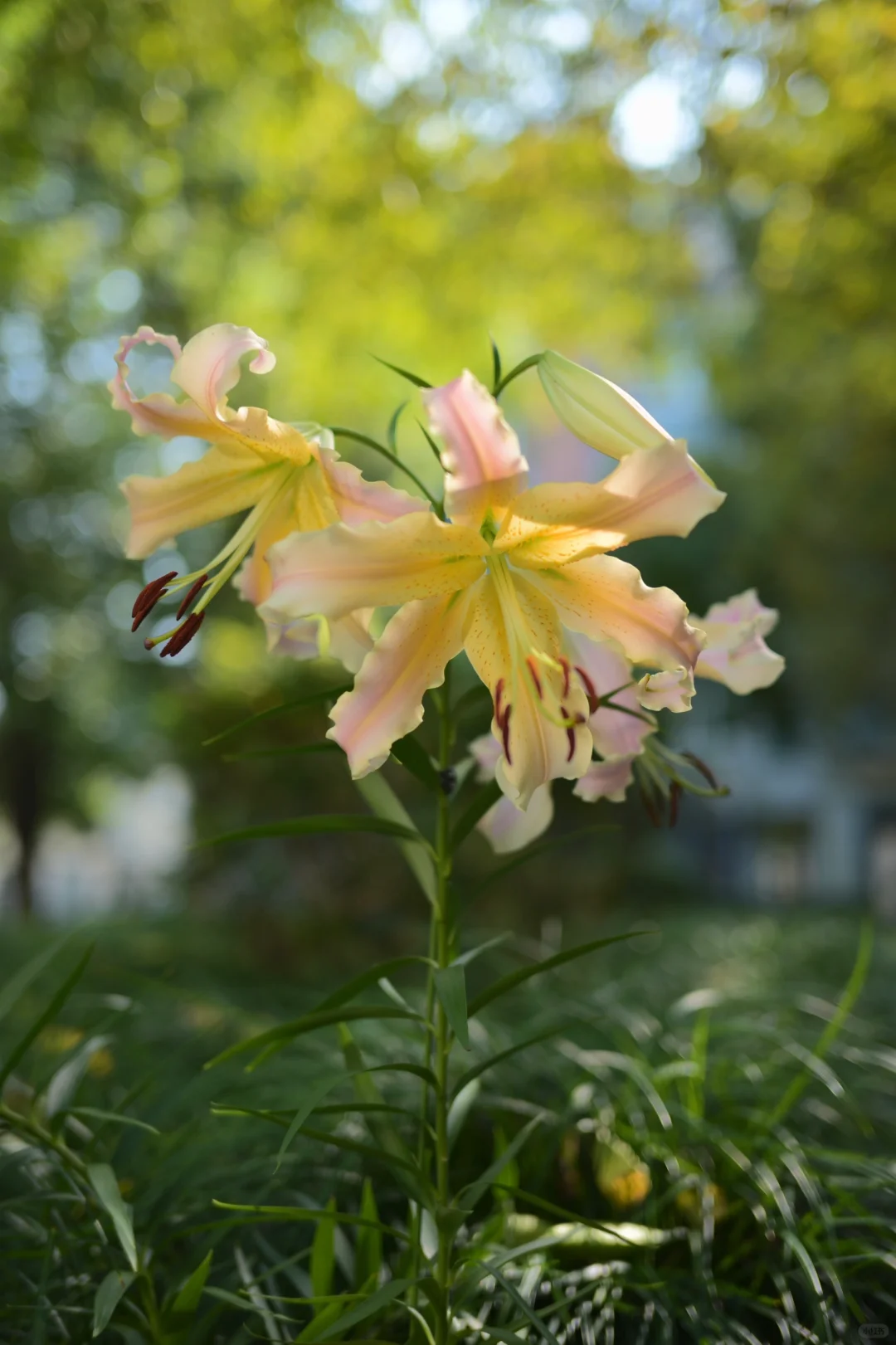 百合花路西法的秋花