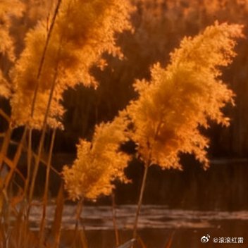 追过清晨的雾傍晚的霞，现在，要追一场甜甜的梦，晚安。 