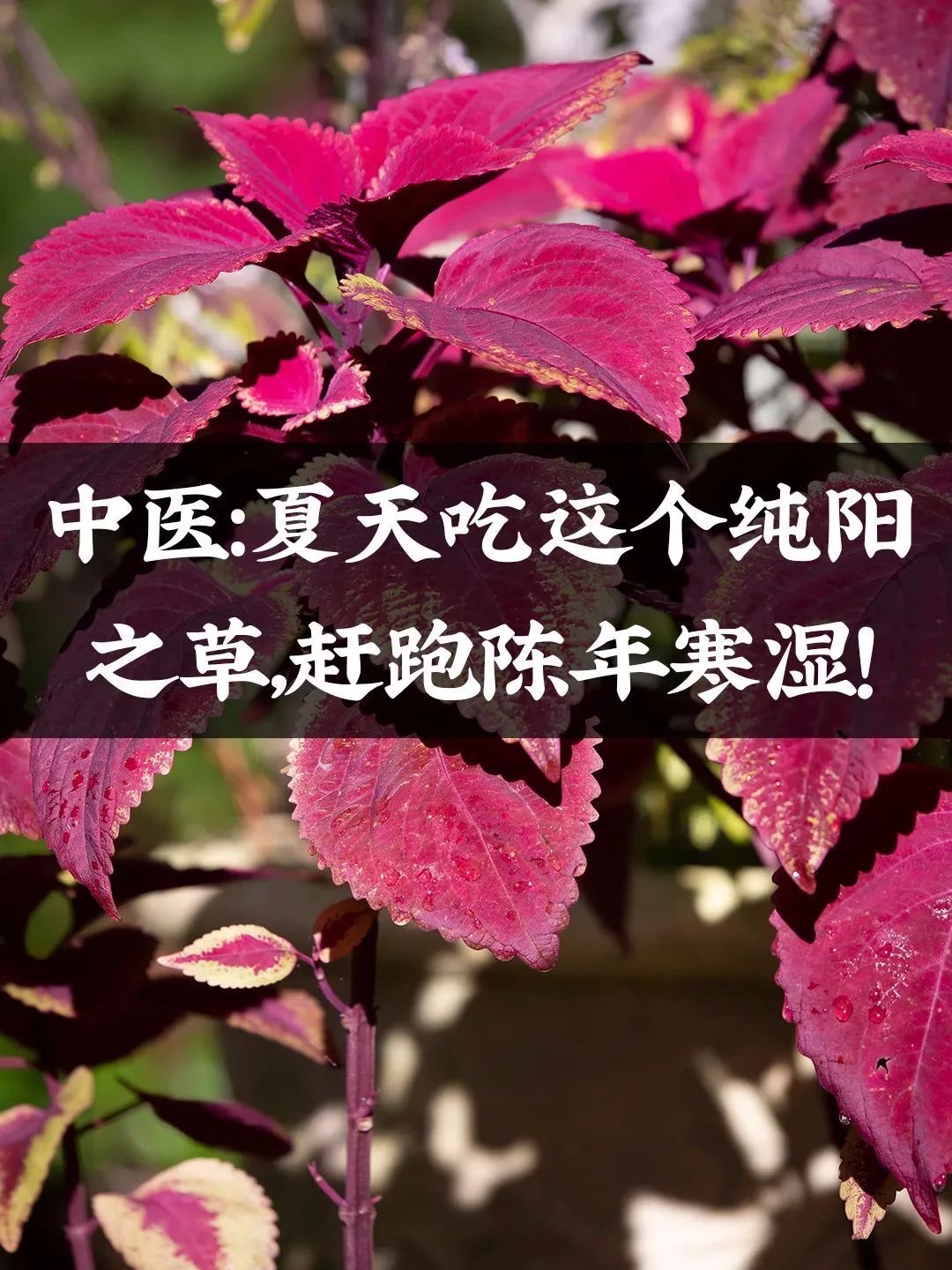 端午别忘了吃这个“纯阳之草”，赶走全身寒湿！芒种之后，进入梅雨季，也是一年最潮湿