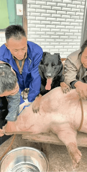 猪队友和一般很狗的朋友。