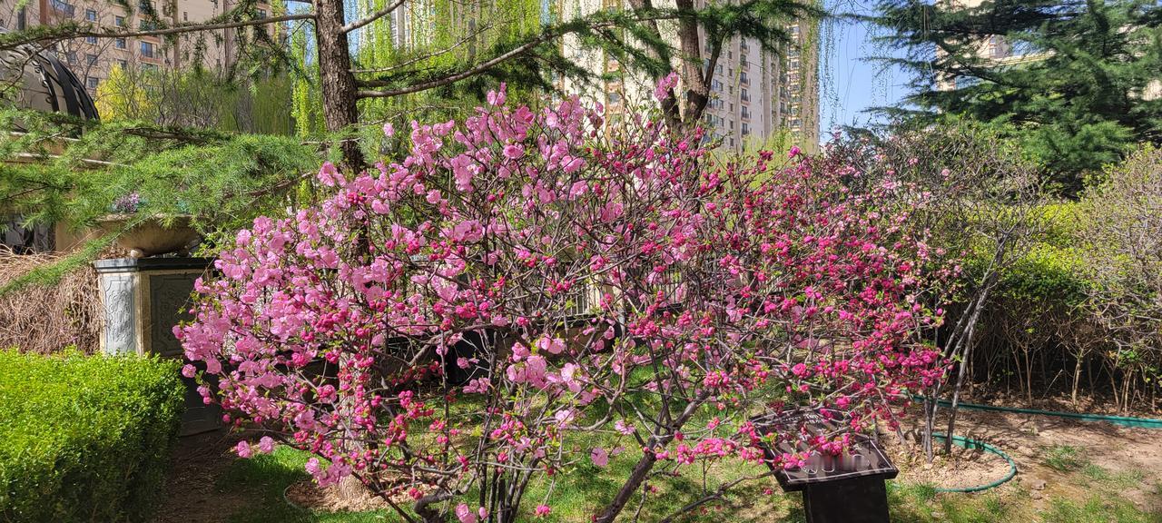 小区的春天，桃花李白，姹紫嫣红，春意盎然！
小区开花了