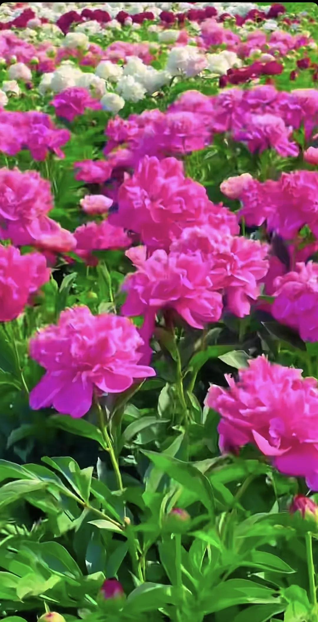 蝴蝶为花醉，花却随风飞，花舞花落泪，花哭花瓣飞，花开为谁谢，花谢为谁悲花youn