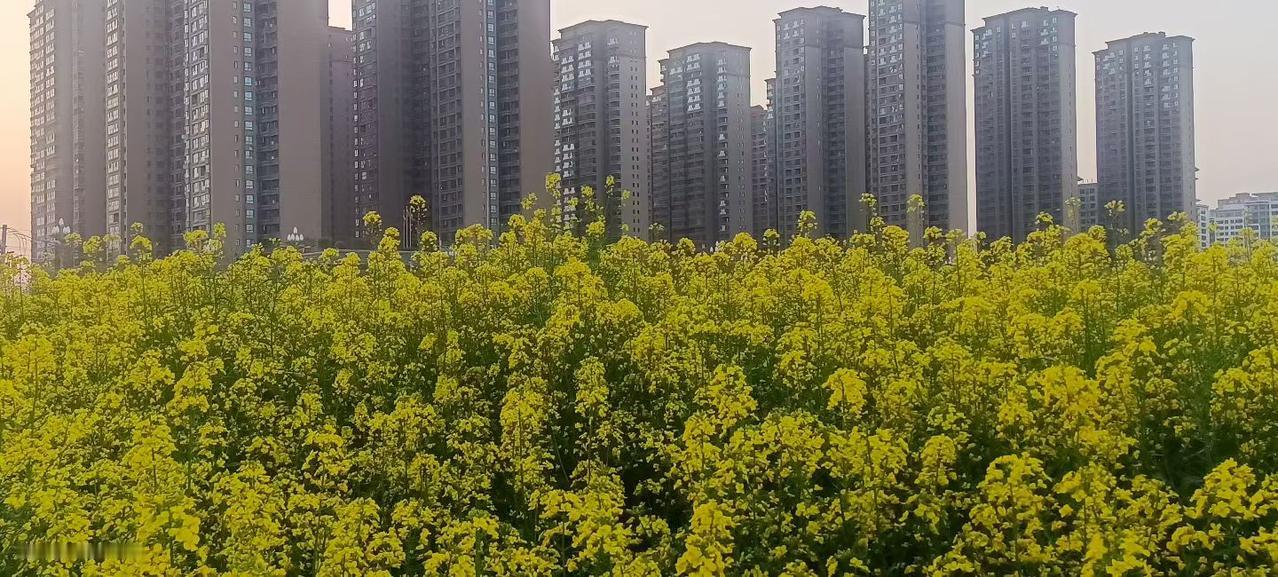 住在高楼大厦里，多久没有出来晒晒太阳，感受自然了