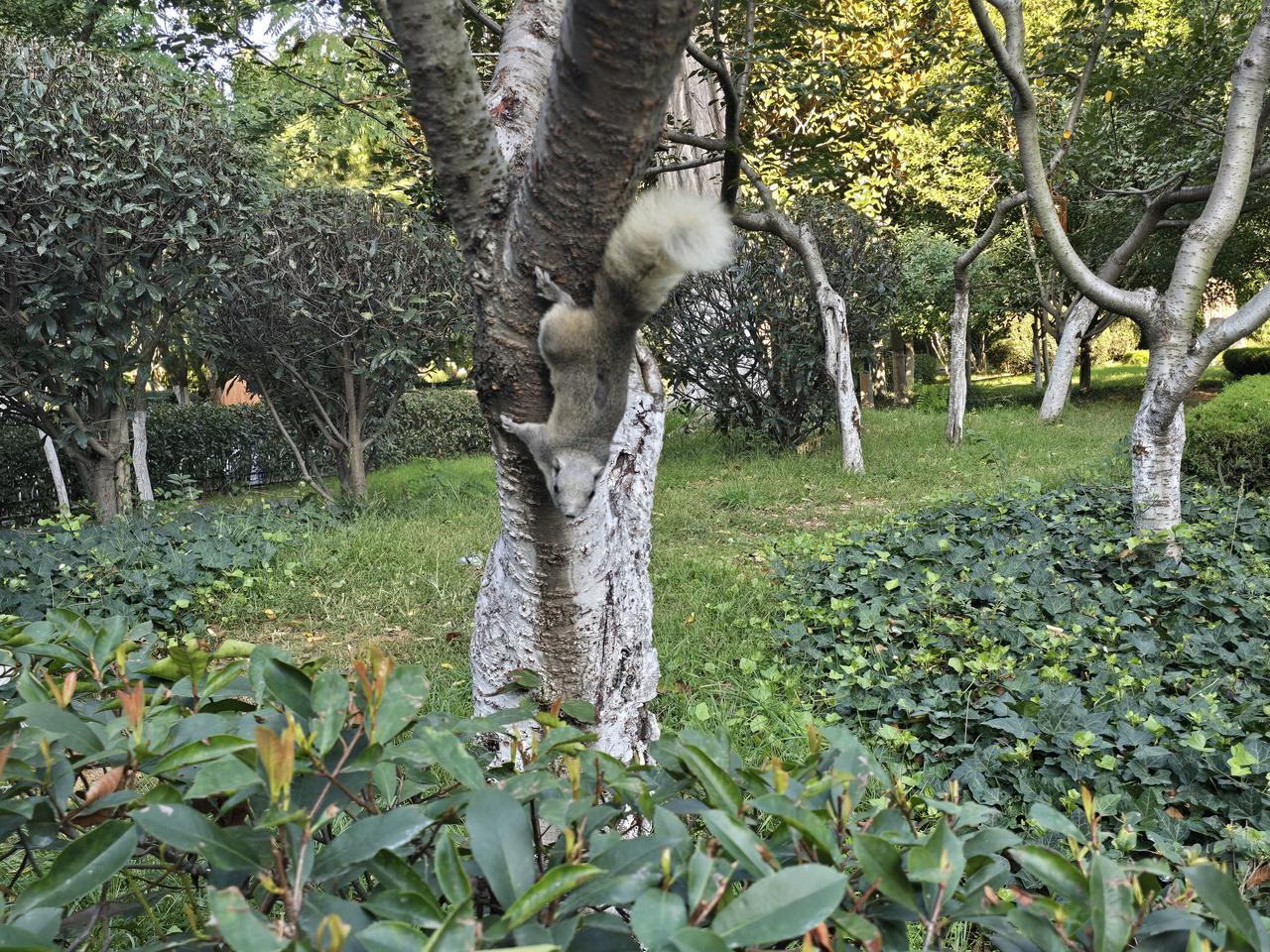 王铎：朋友，昨天早晨，我在海泊河公园，还发现了一只灰色的小松鼠。你说，奇怪不奇怪