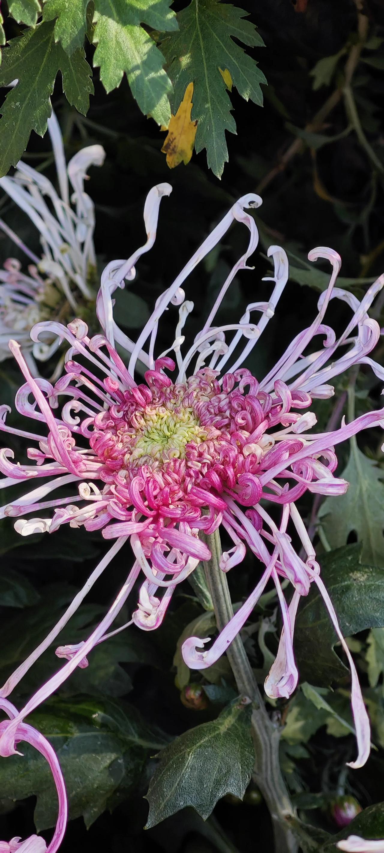 #随手拍的花分享#