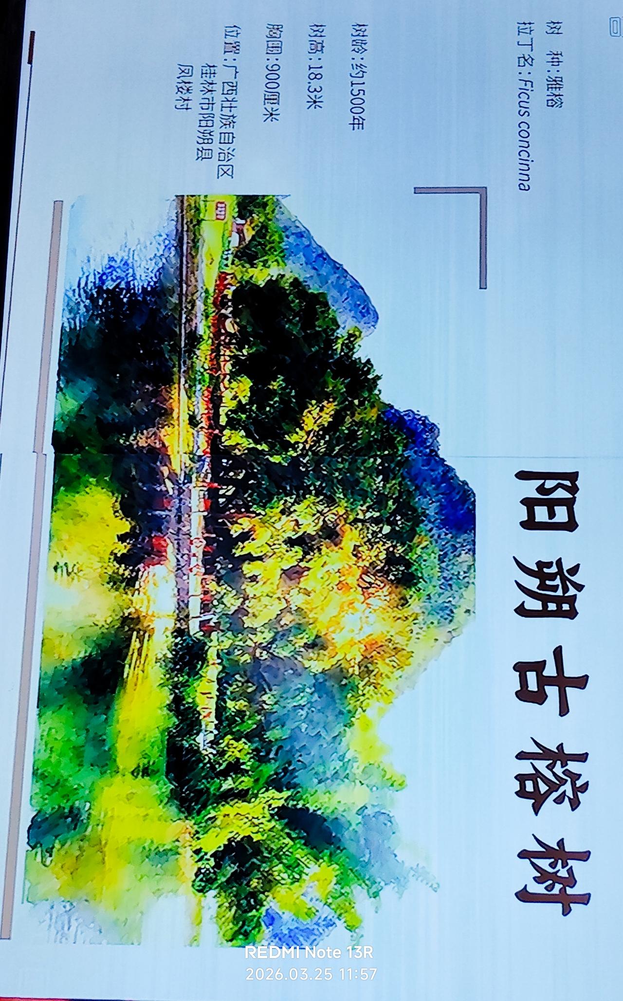 家乡美:千年古榕